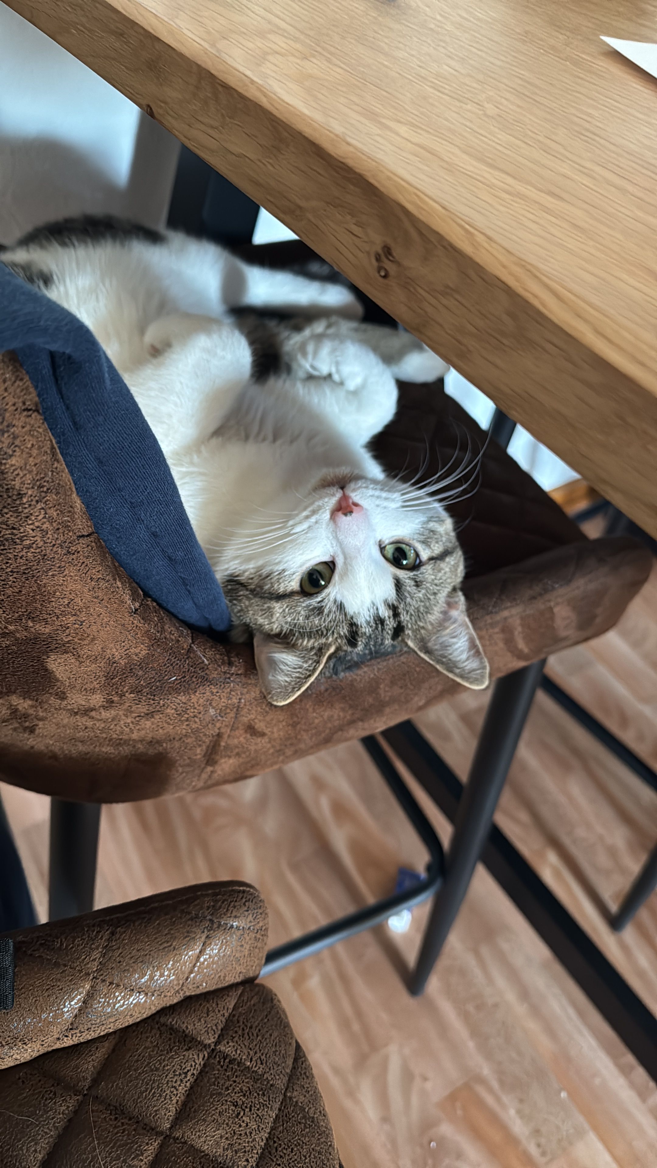 Coco - Alte Dorfstraße 37, Werder