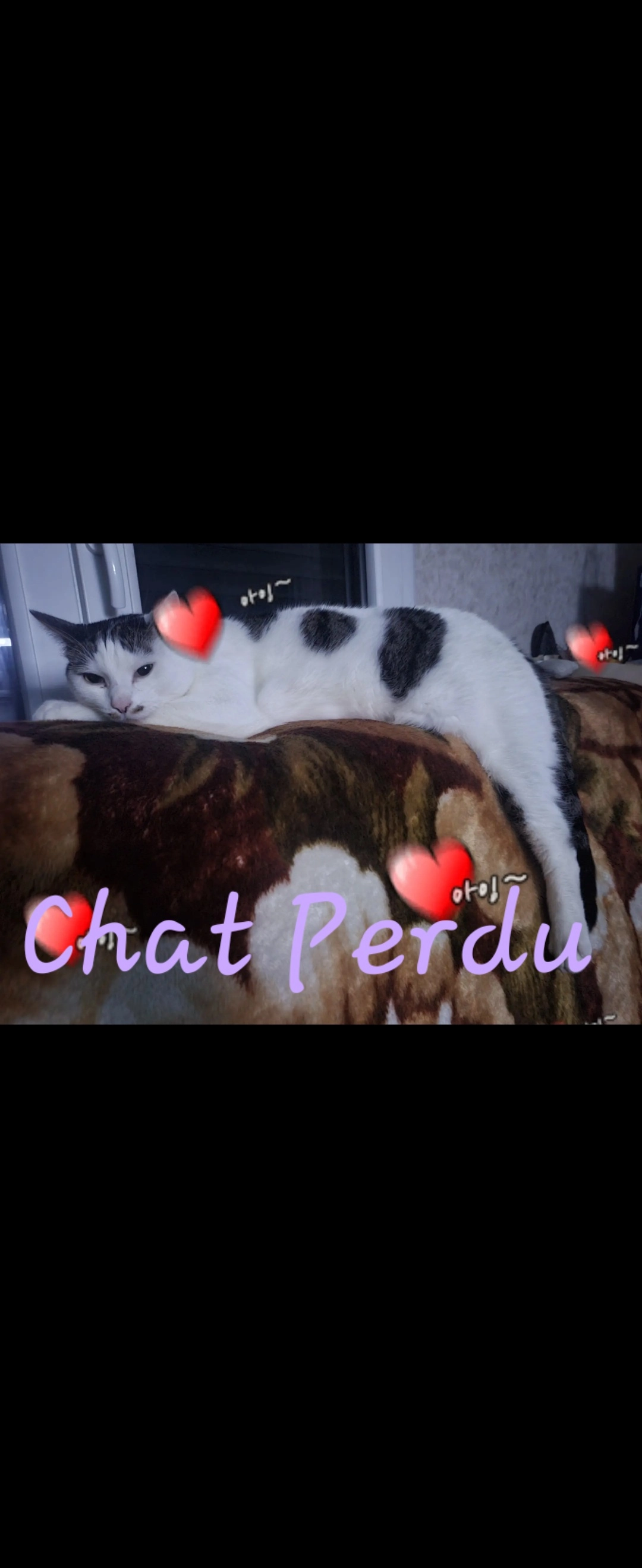 Toby - 11 Rue des Haybions, Charleville-Mézières