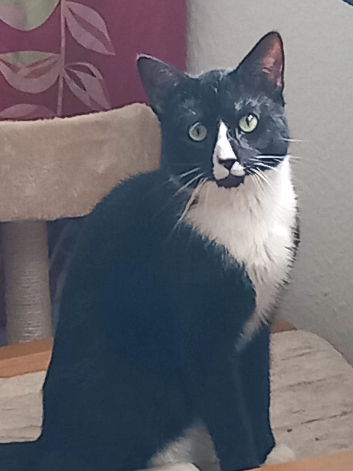 Bob - Liebermannstraße, Magdeburg