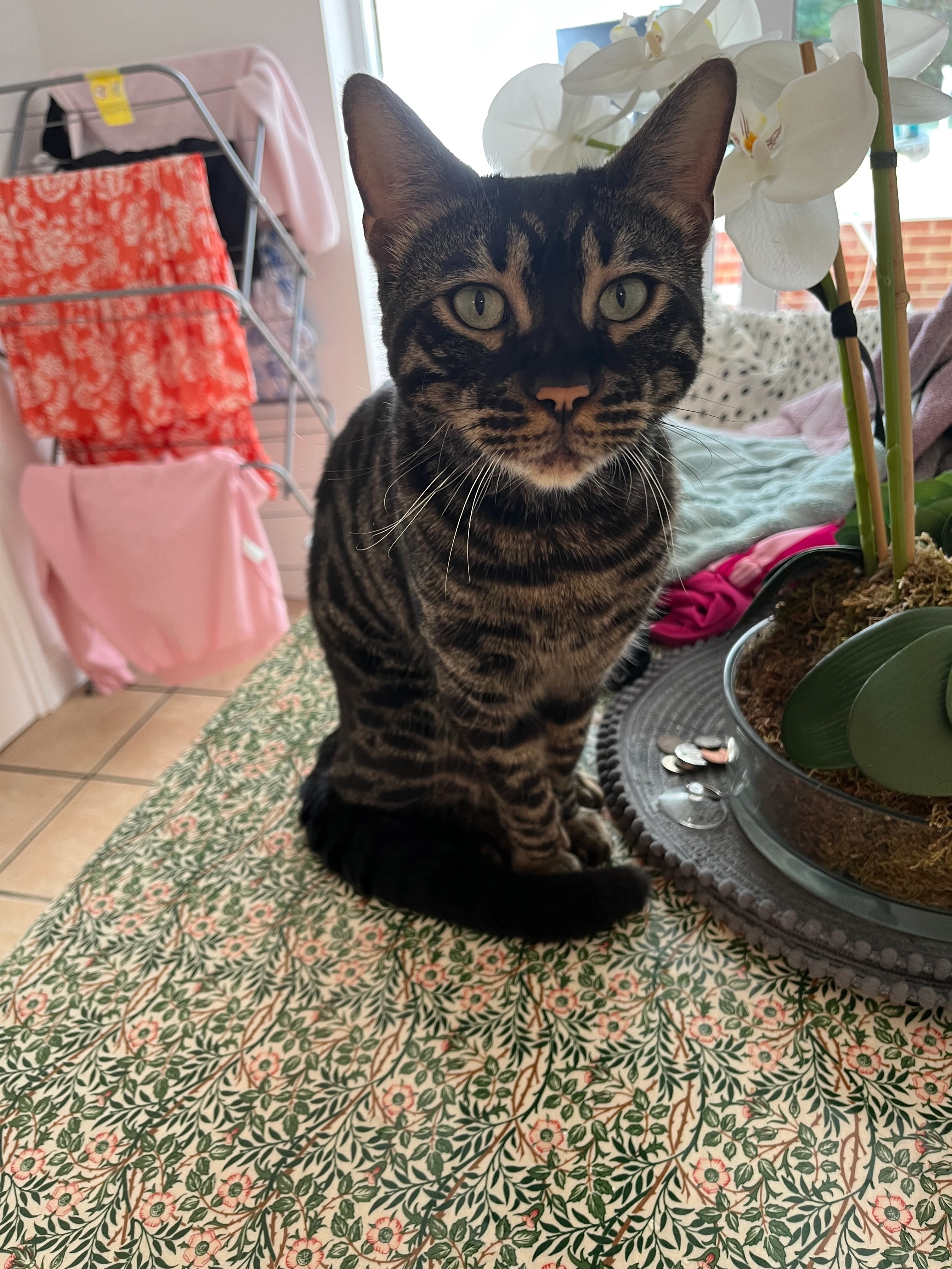 Bob - Frinsted Road, Sittingbourne