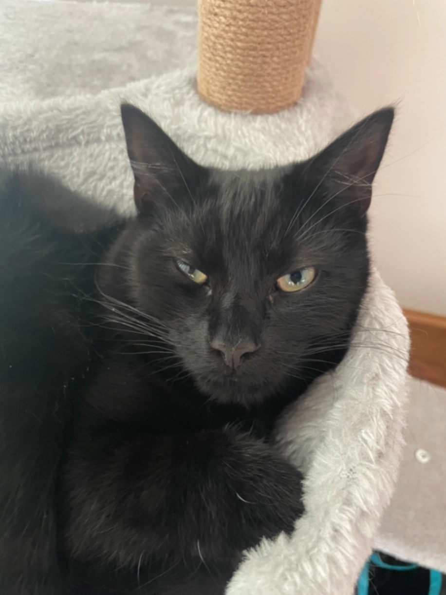 Obi - Lilburne Avenue, Norwich