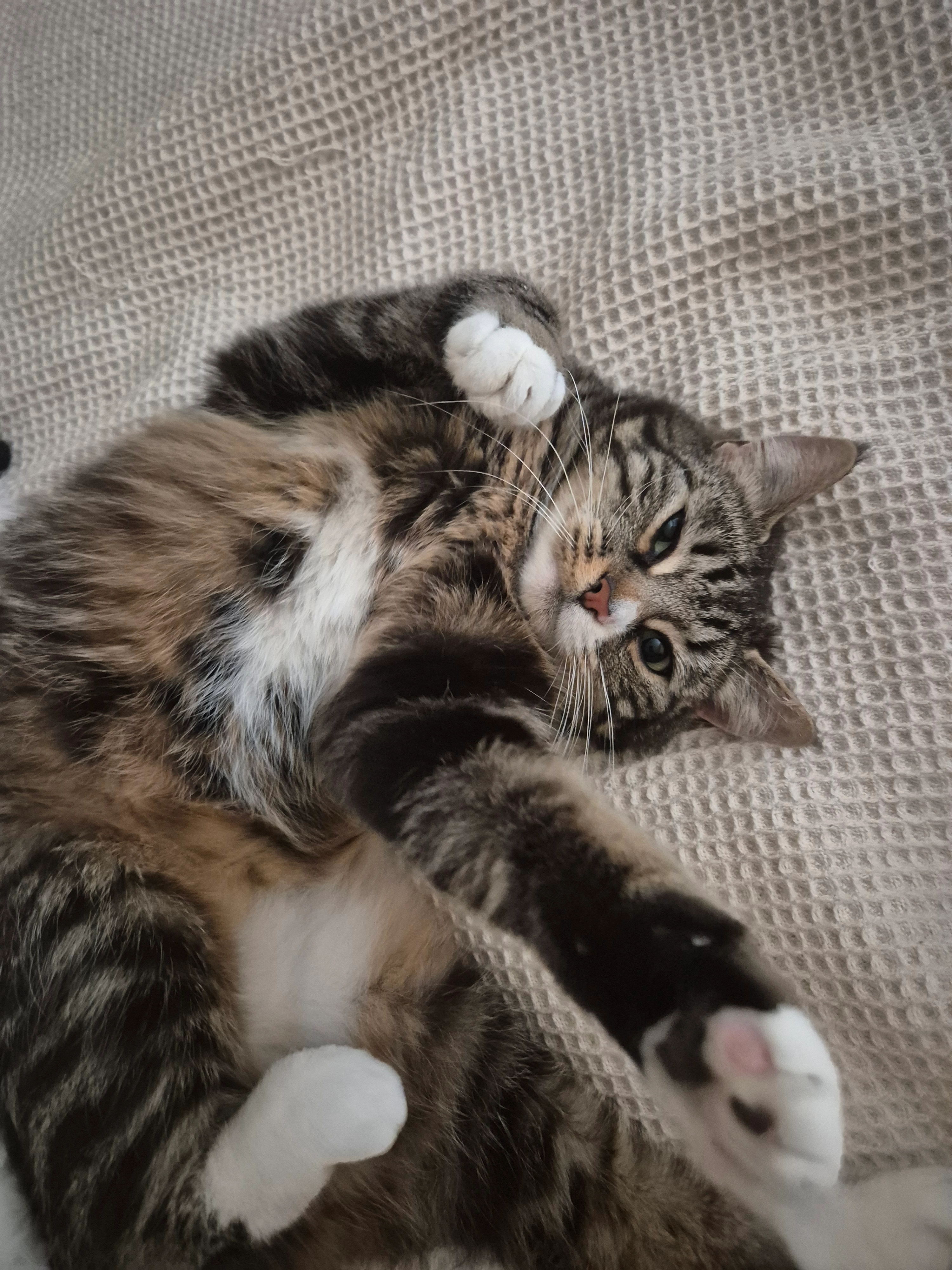 Millie - Kievitstraat, Kampen