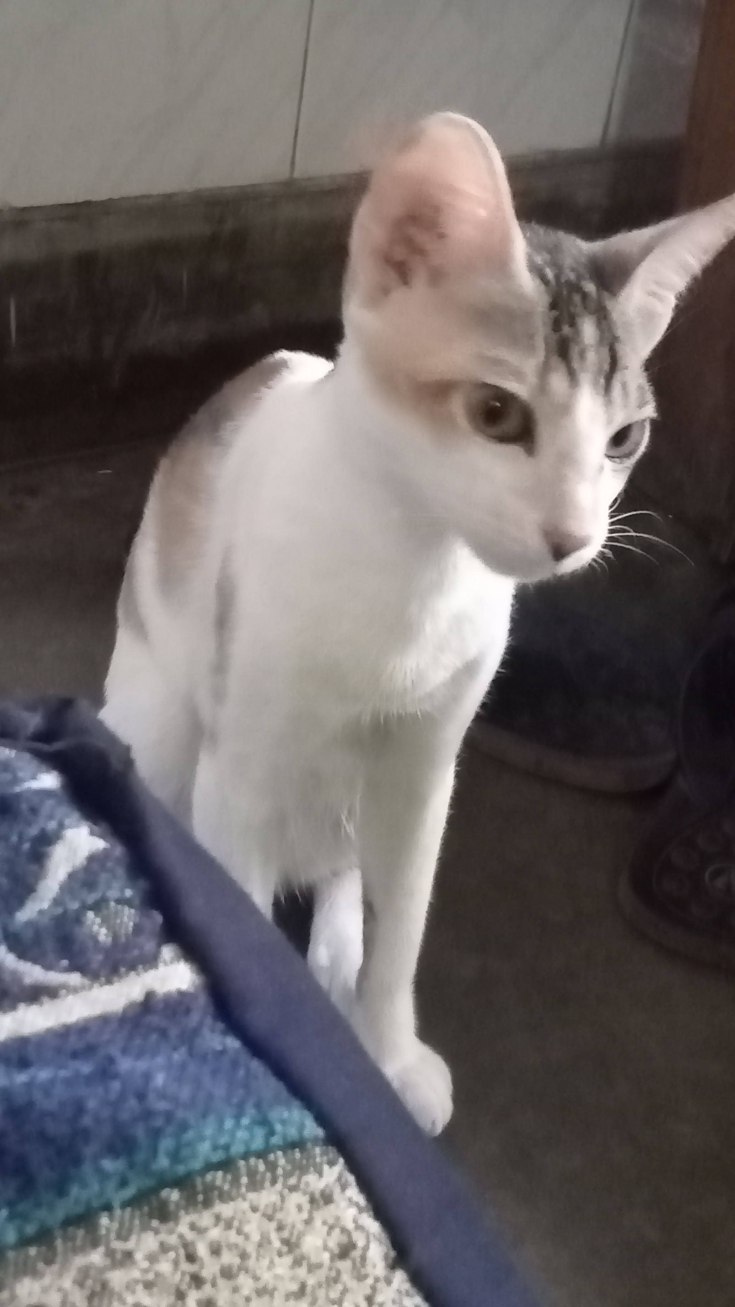 Kiyo - Maharishi Valmiki Marg, New Delhi