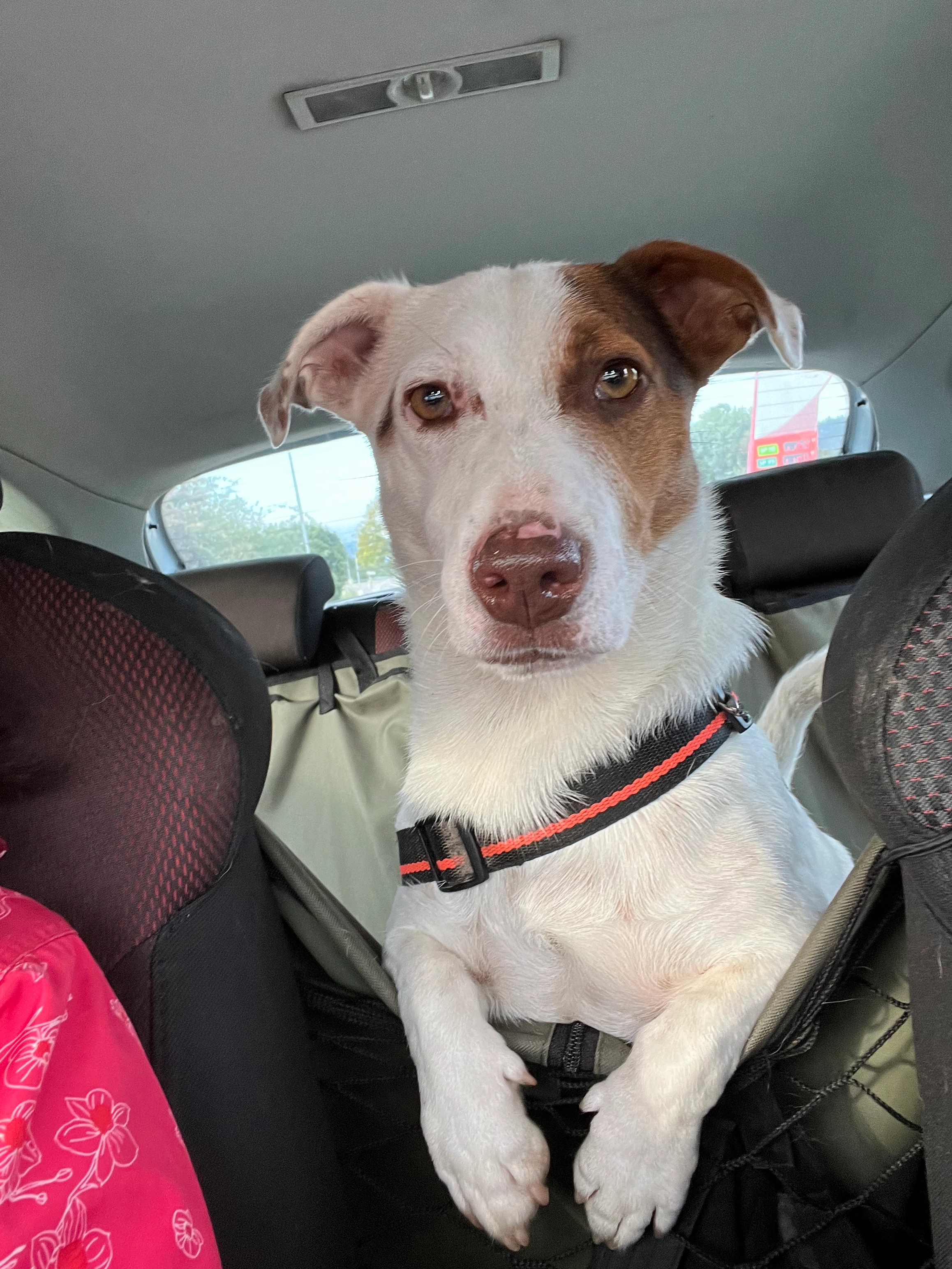 Slash - Route De Groissiat, Bellignat