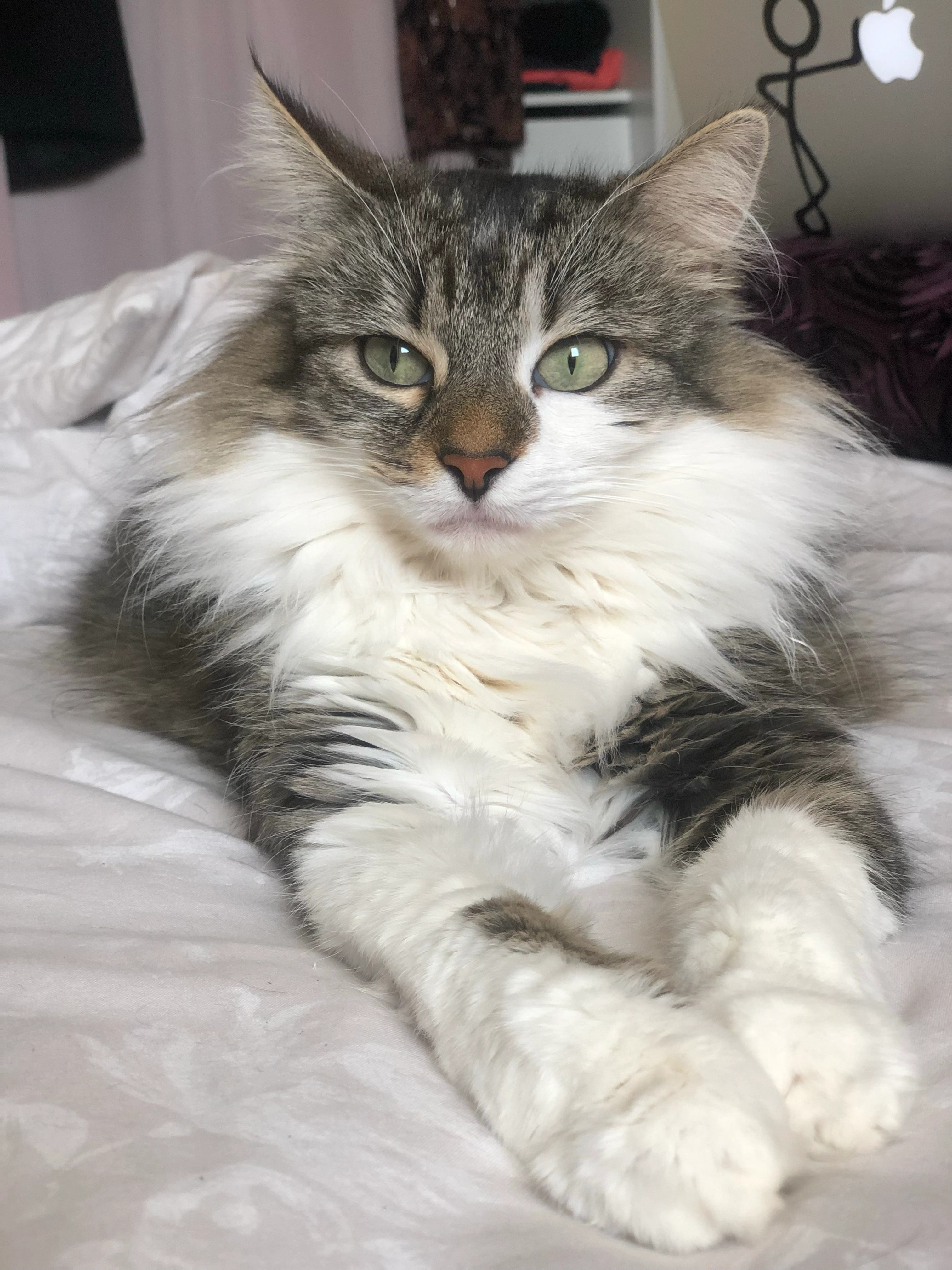 Smoothie - 23 Rue de Toulbahado, Lanester