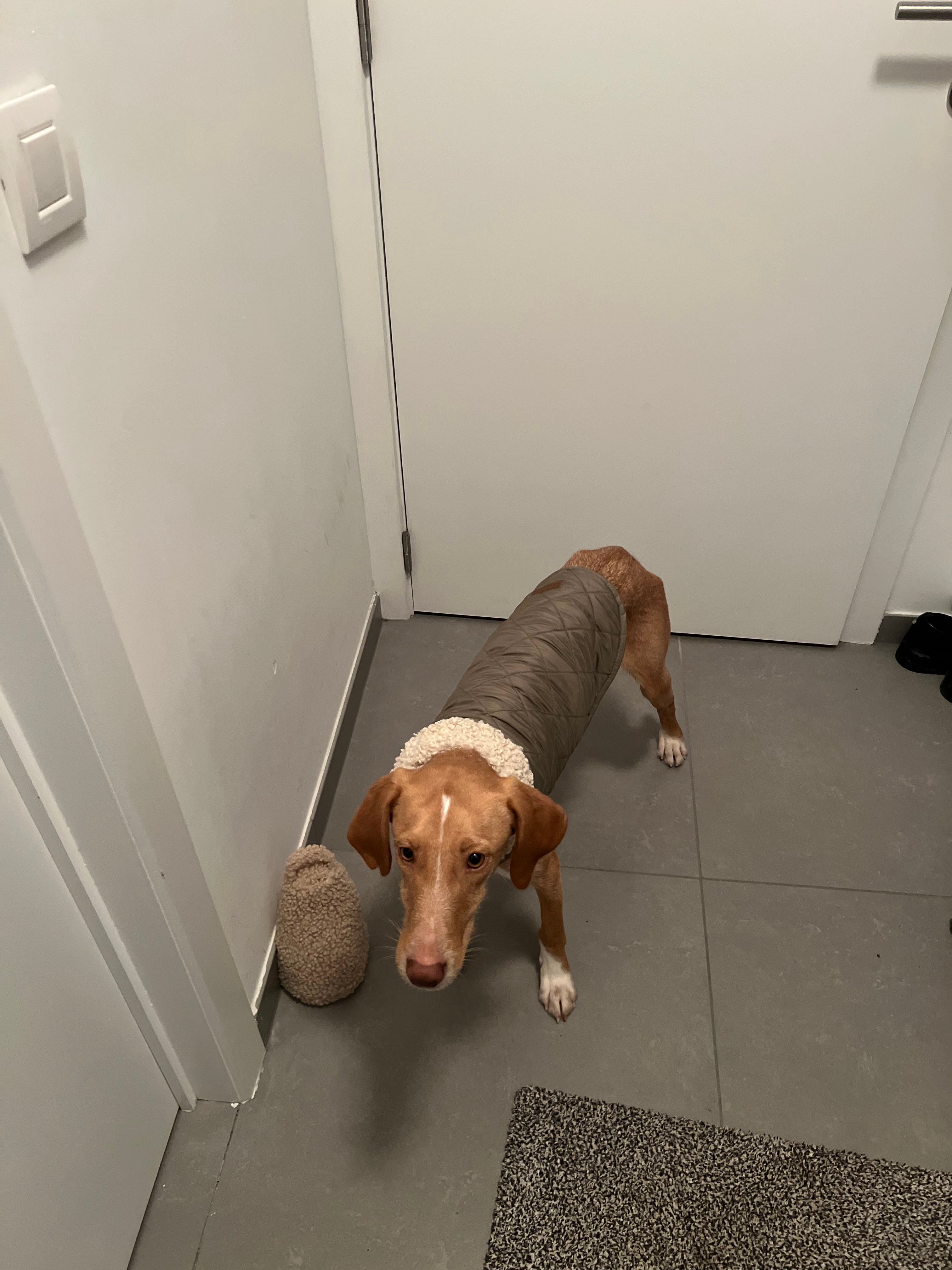 Frank - Brugsestraat, Kortrijk