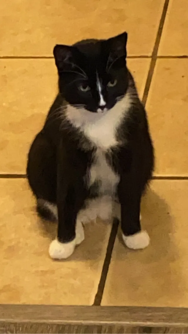 Tux - East Marietta Court, Rogers
