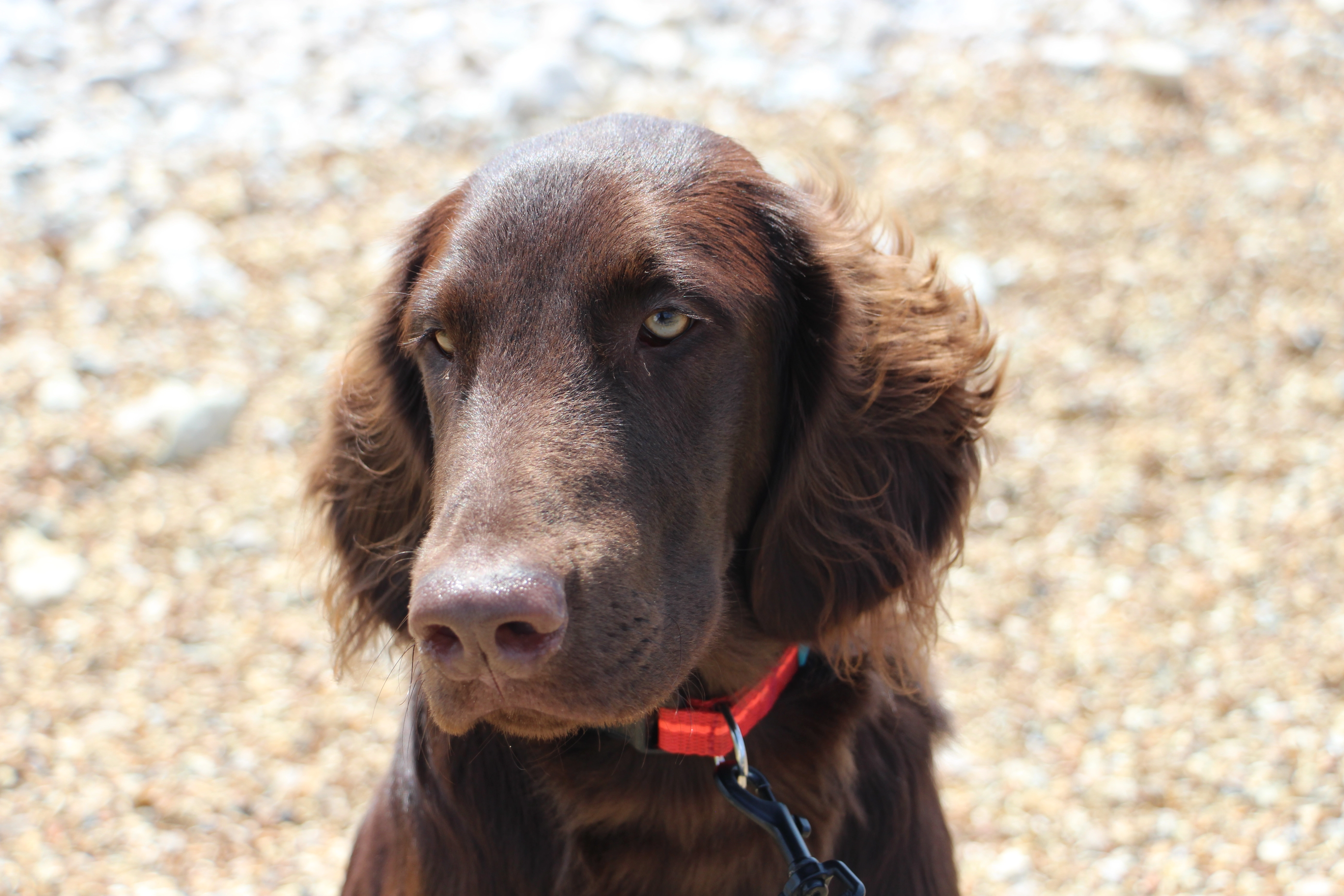 Vasco - 7 Impasse des Artilleurs, Bischwiller