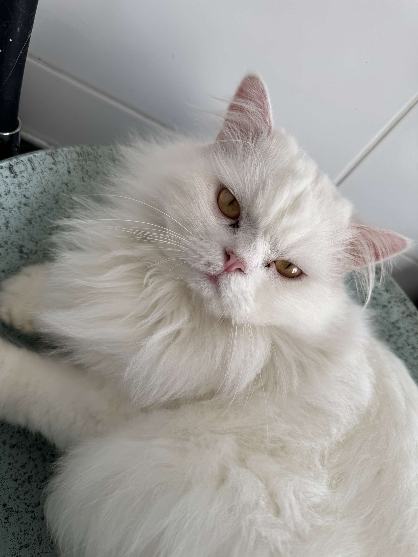 snow - Allée De L'hacienda, Tarare