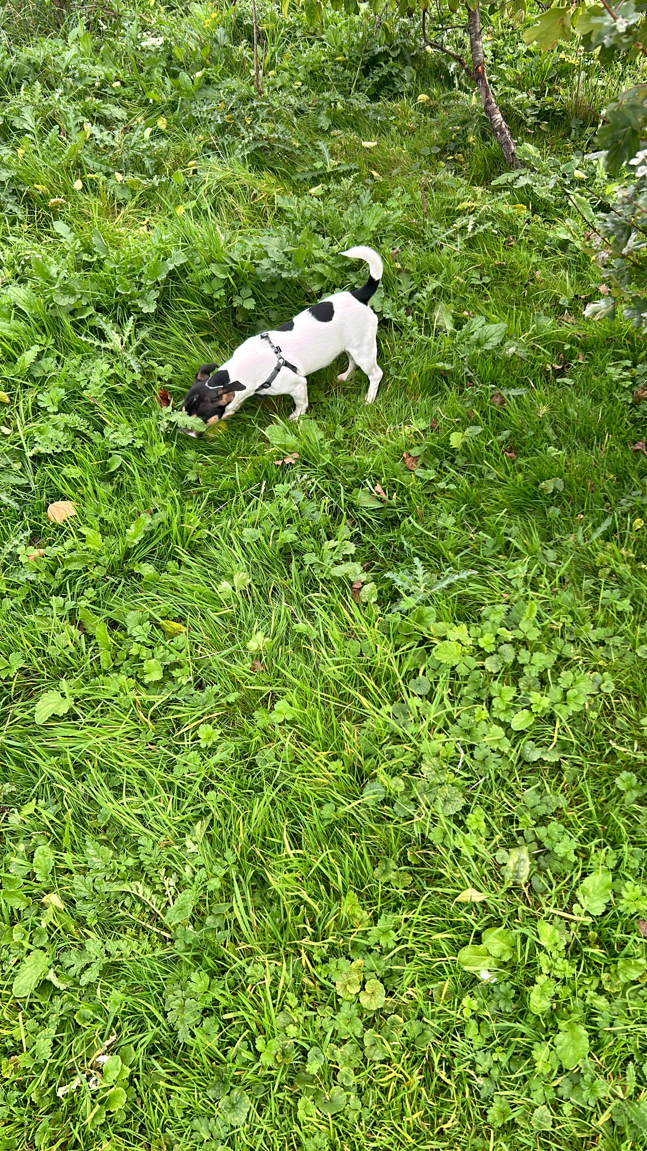 Billy - Uitbreidingstraat, Antwerpen