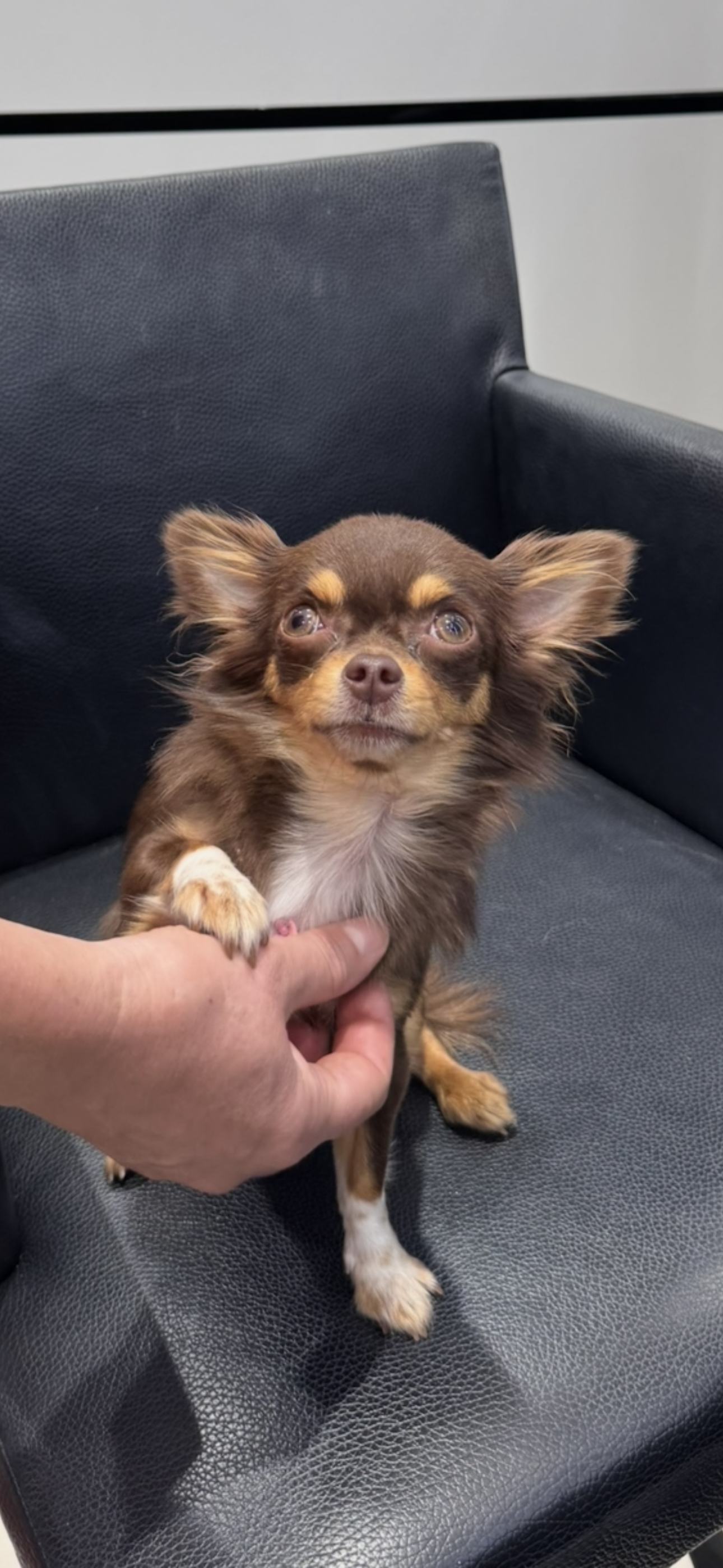 Bambi - Kamala Main Road, Thalang