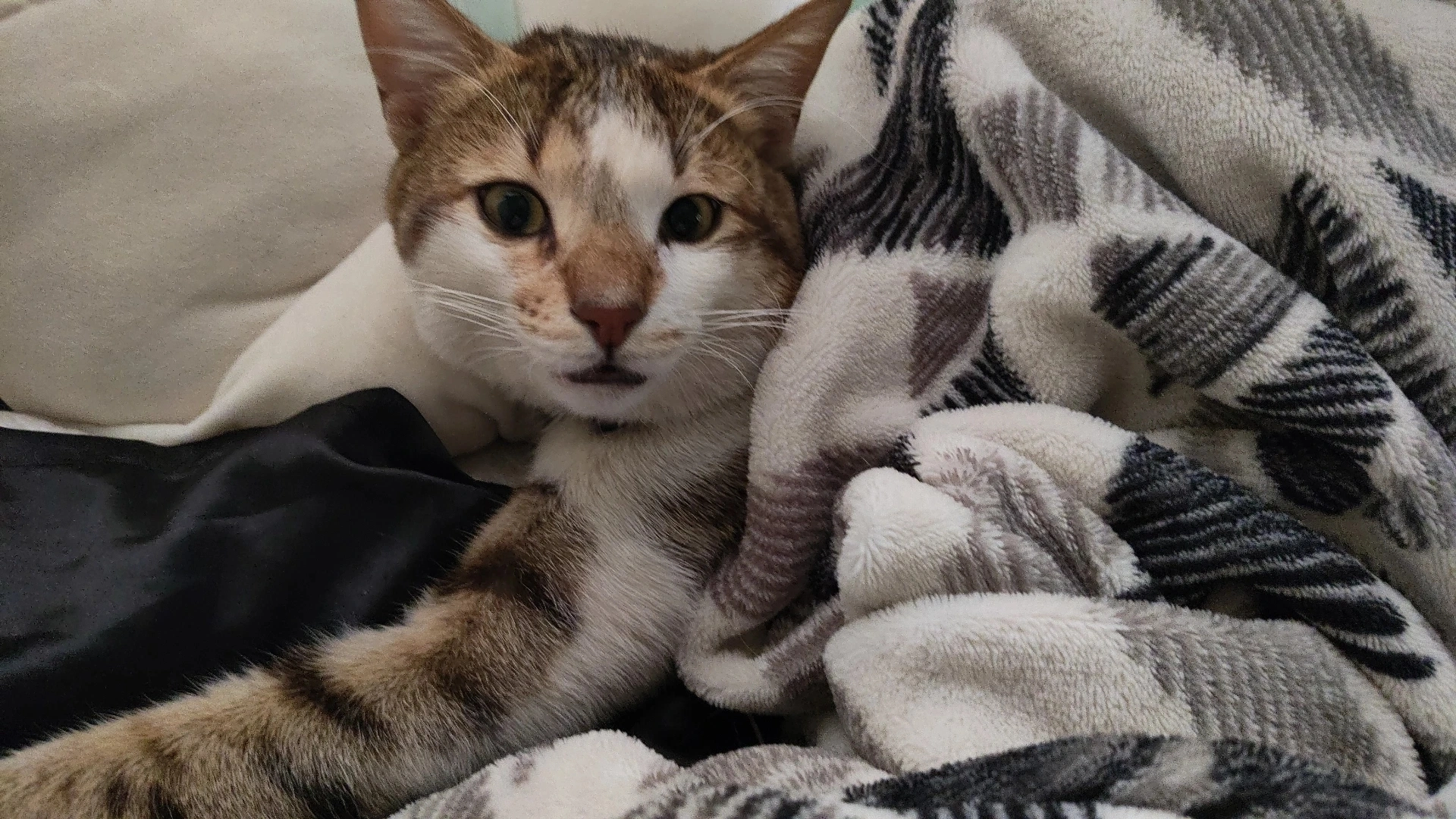 Ozzy - 24th A Cross Road, Bengaluru