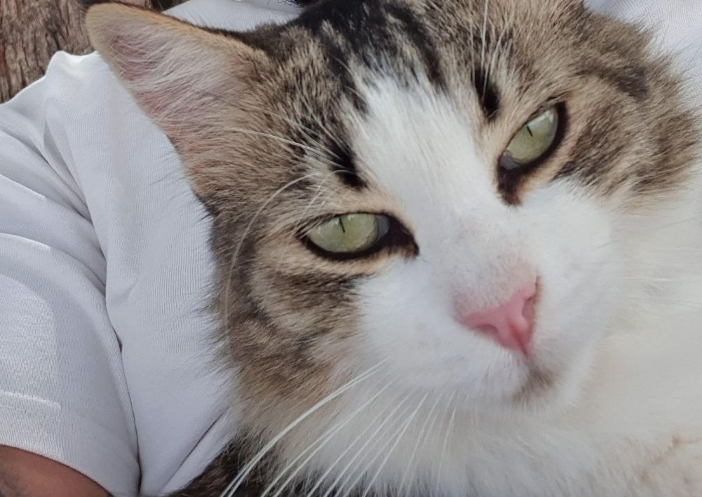 Luna - Camí De Garcia, Alicante