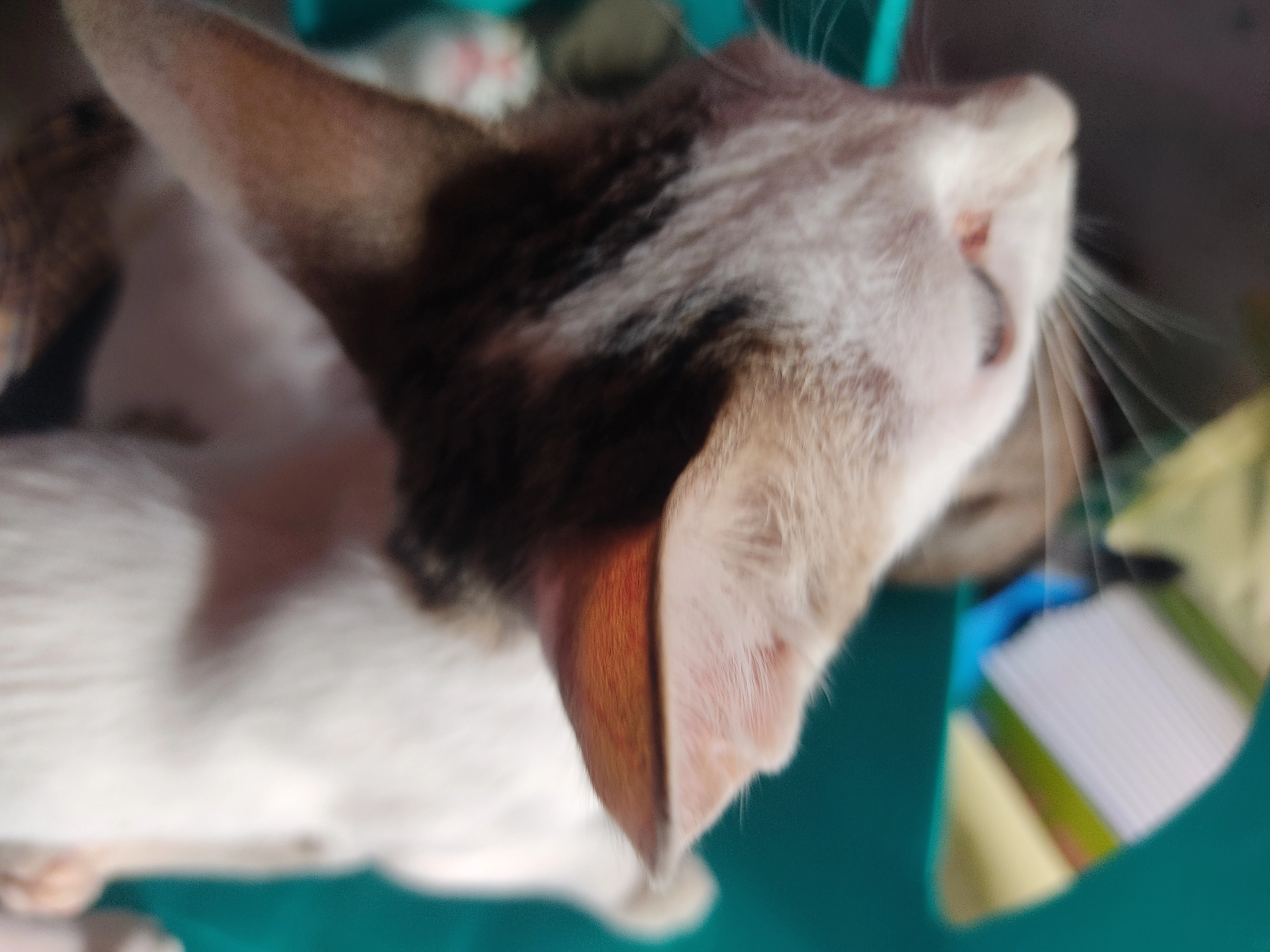 Sai - Iravathanallur kallambalRoad, Raja Nagar madurai 