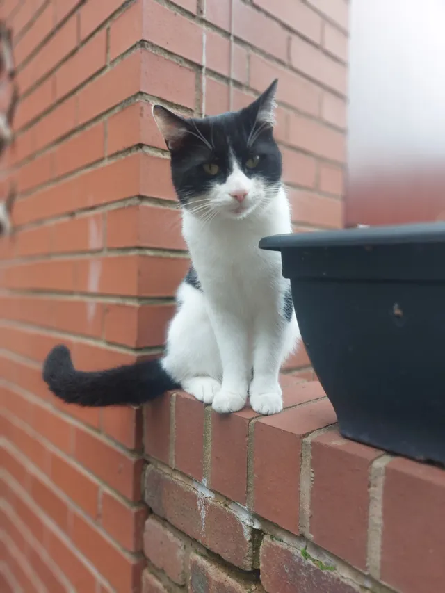 Baby - Fernwood Drive, Rugeley