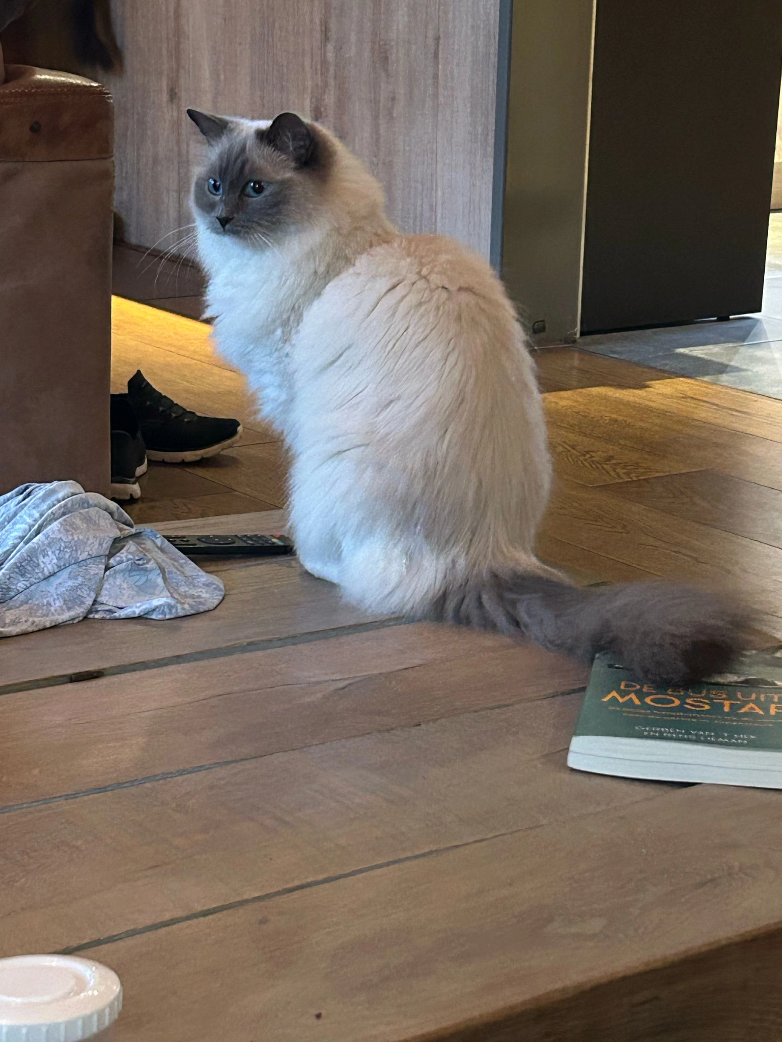 Cleo - Koekoekstraat, Essen