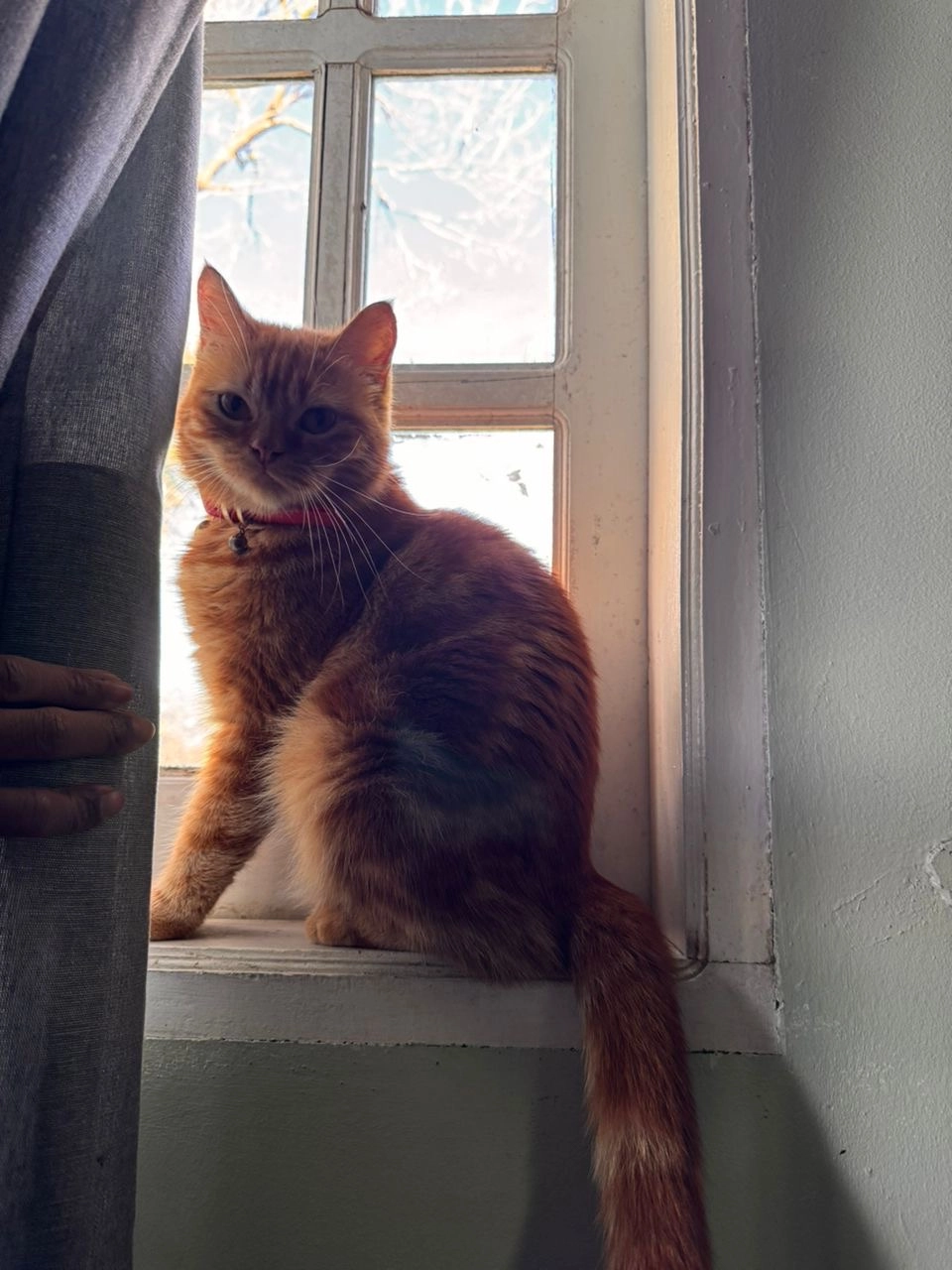 Yow yow  - 26100, Kuantan