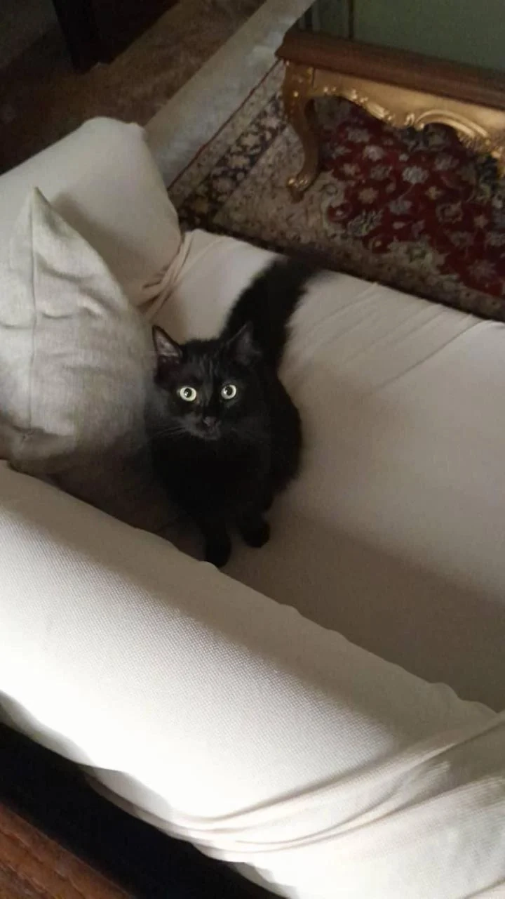 Zaytoun - Safarat, الغبيري