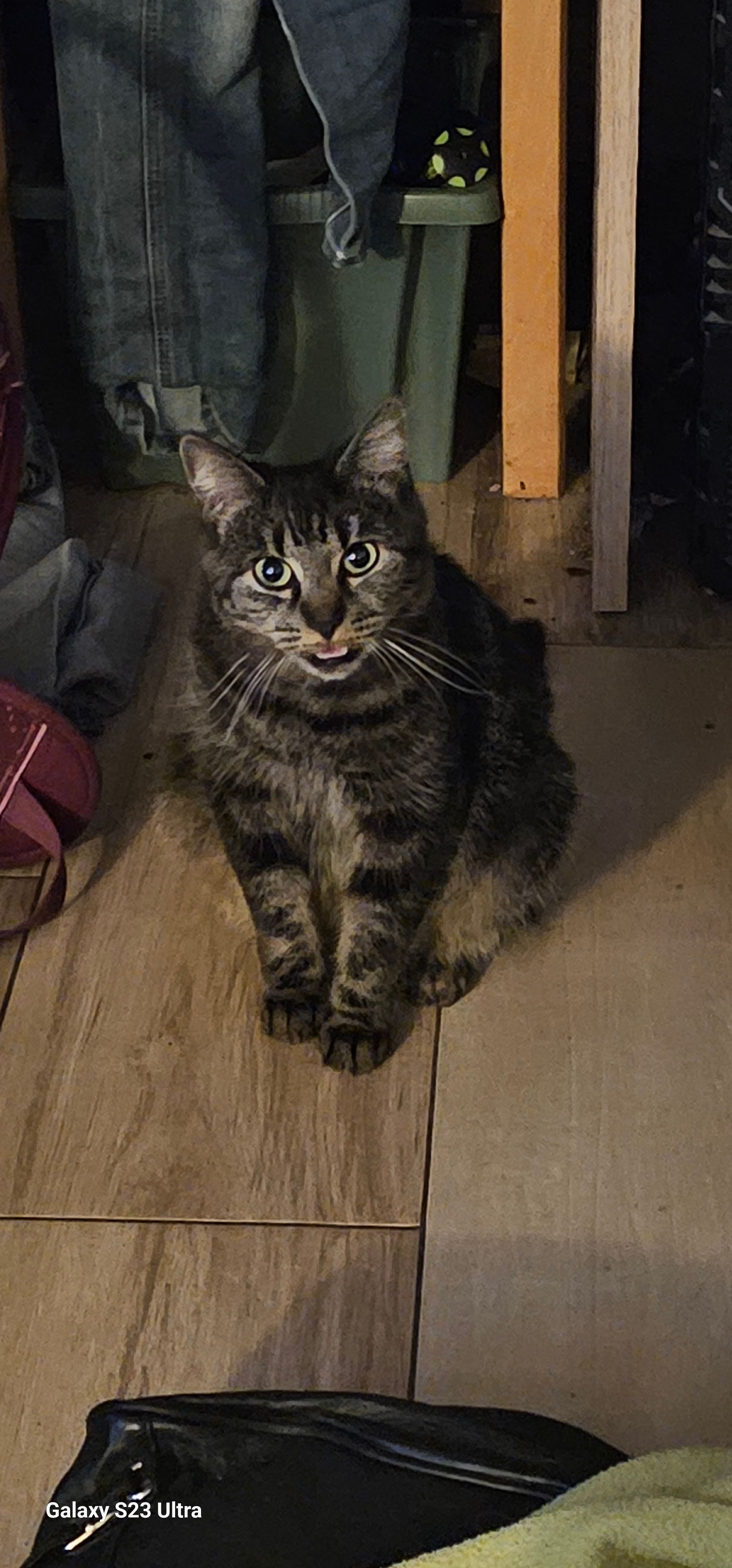 Daffy - Neffeltalstraße, Nideggen