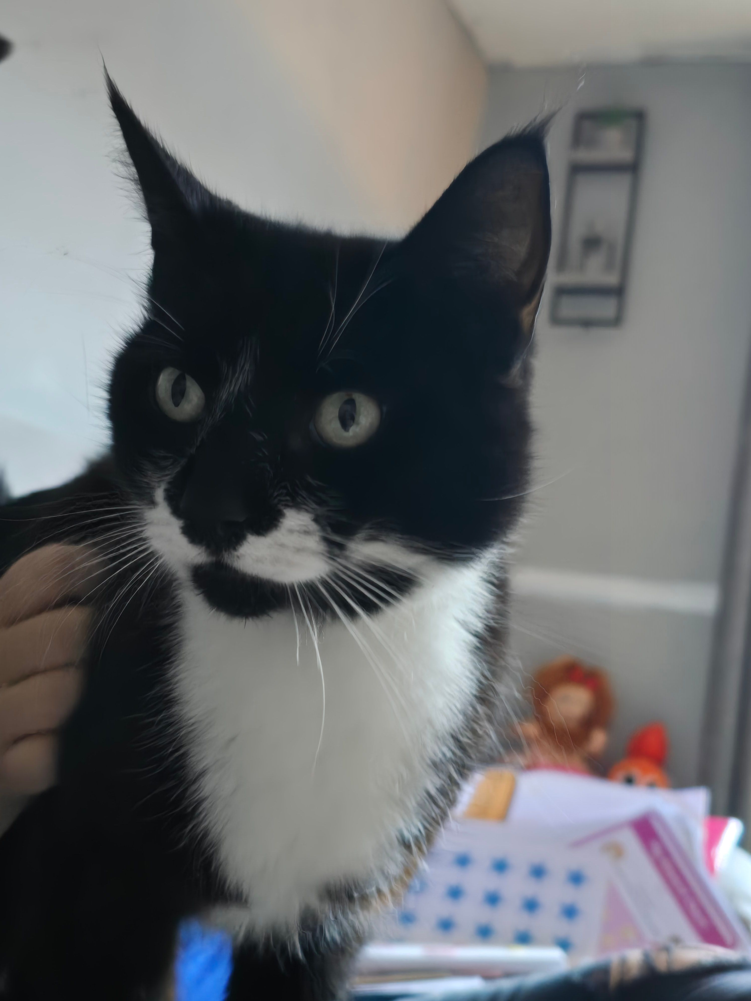 Marley - Tan Dyke Way, Beverley