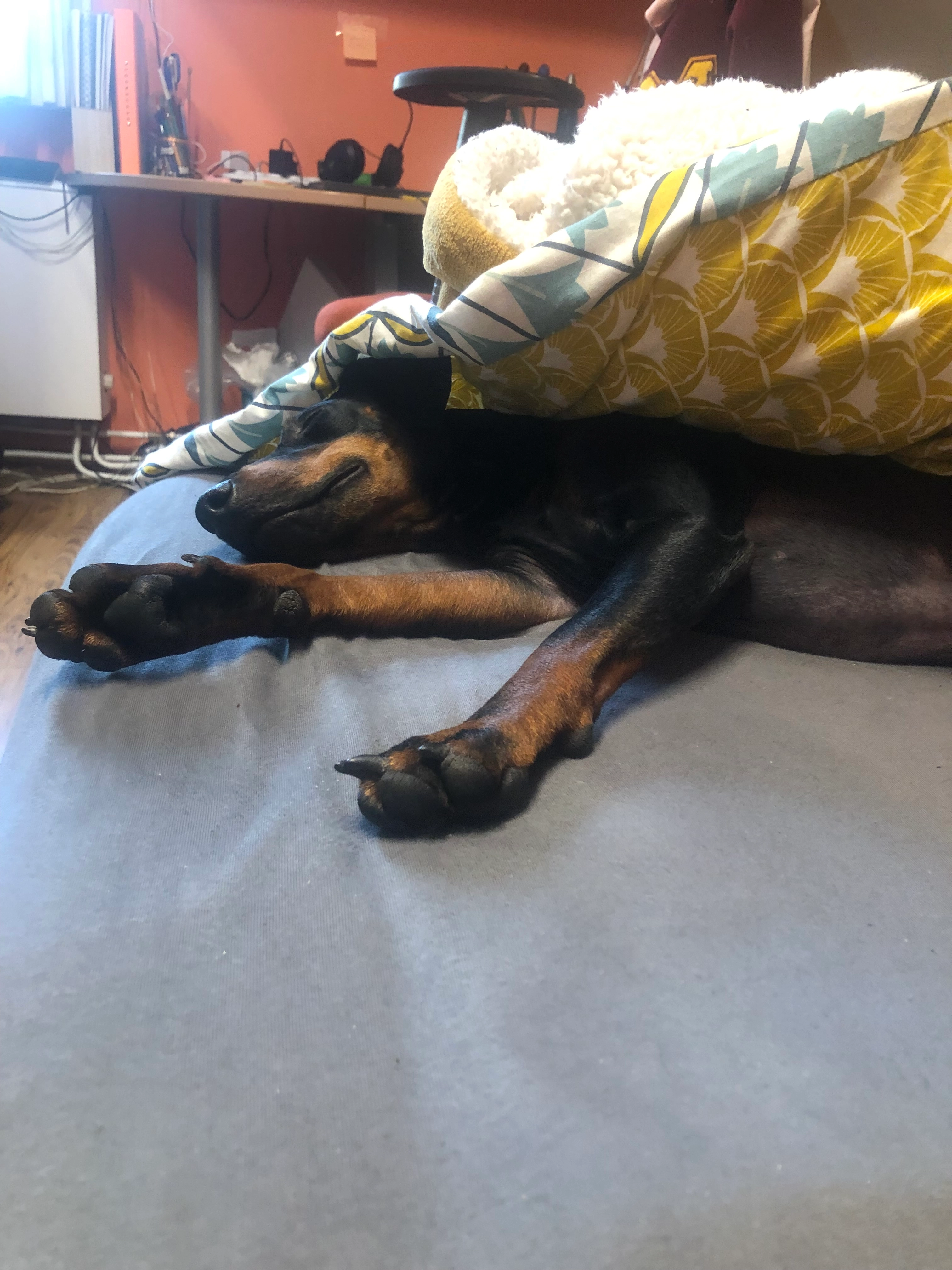 Harvey - Waalbandijk, Echteld