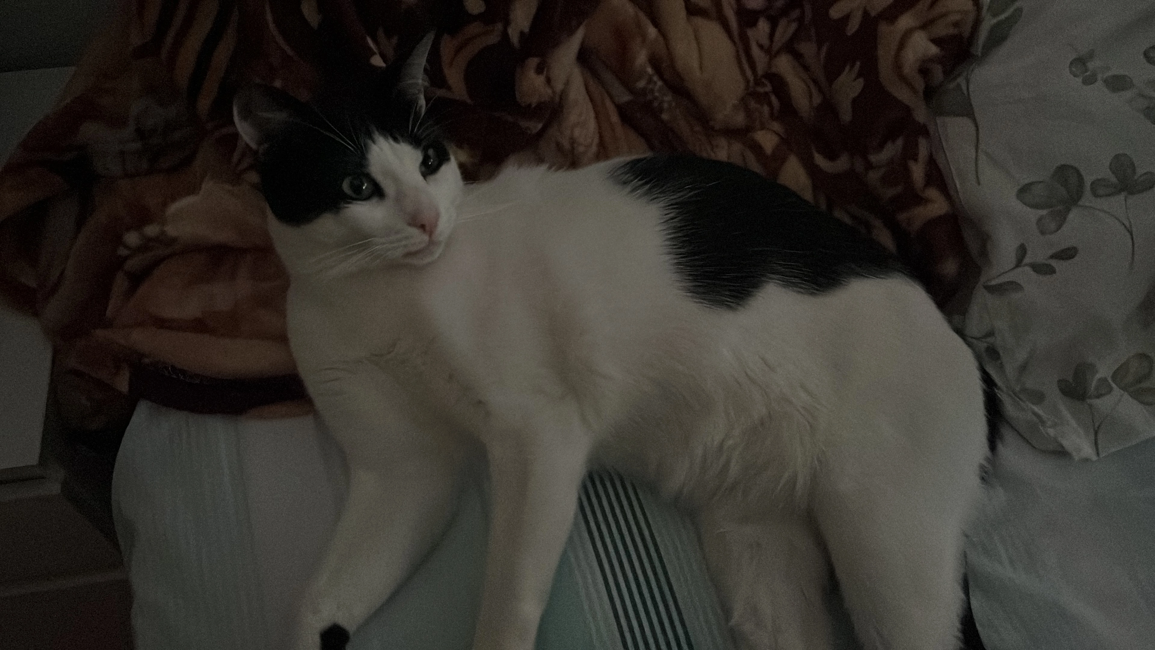 Milka - Calle Santa Eulalia, Cartagena