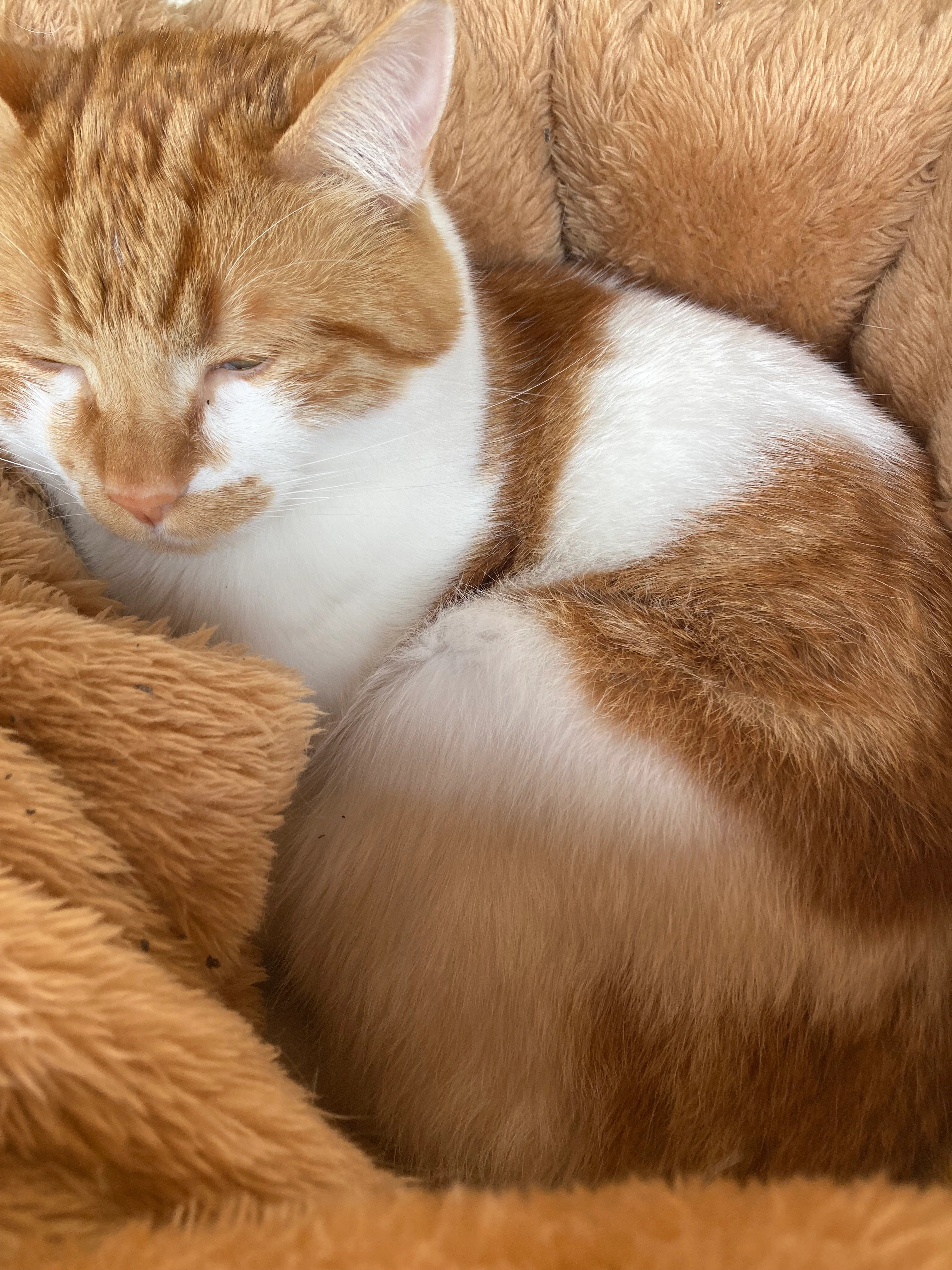 Bibo - Rue Graverol, Nîmes