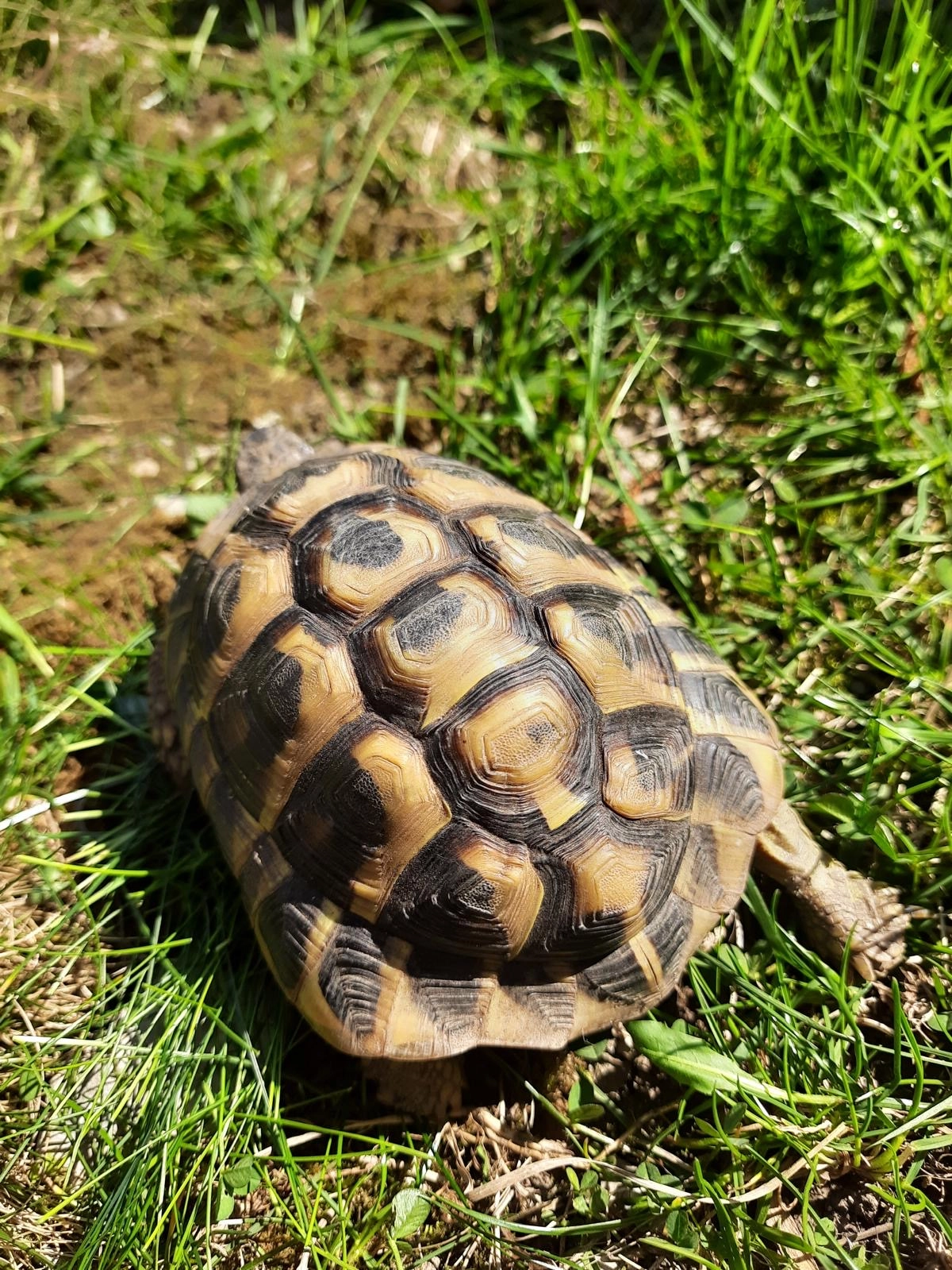 Maurice - La Terrasse, La Terrasse