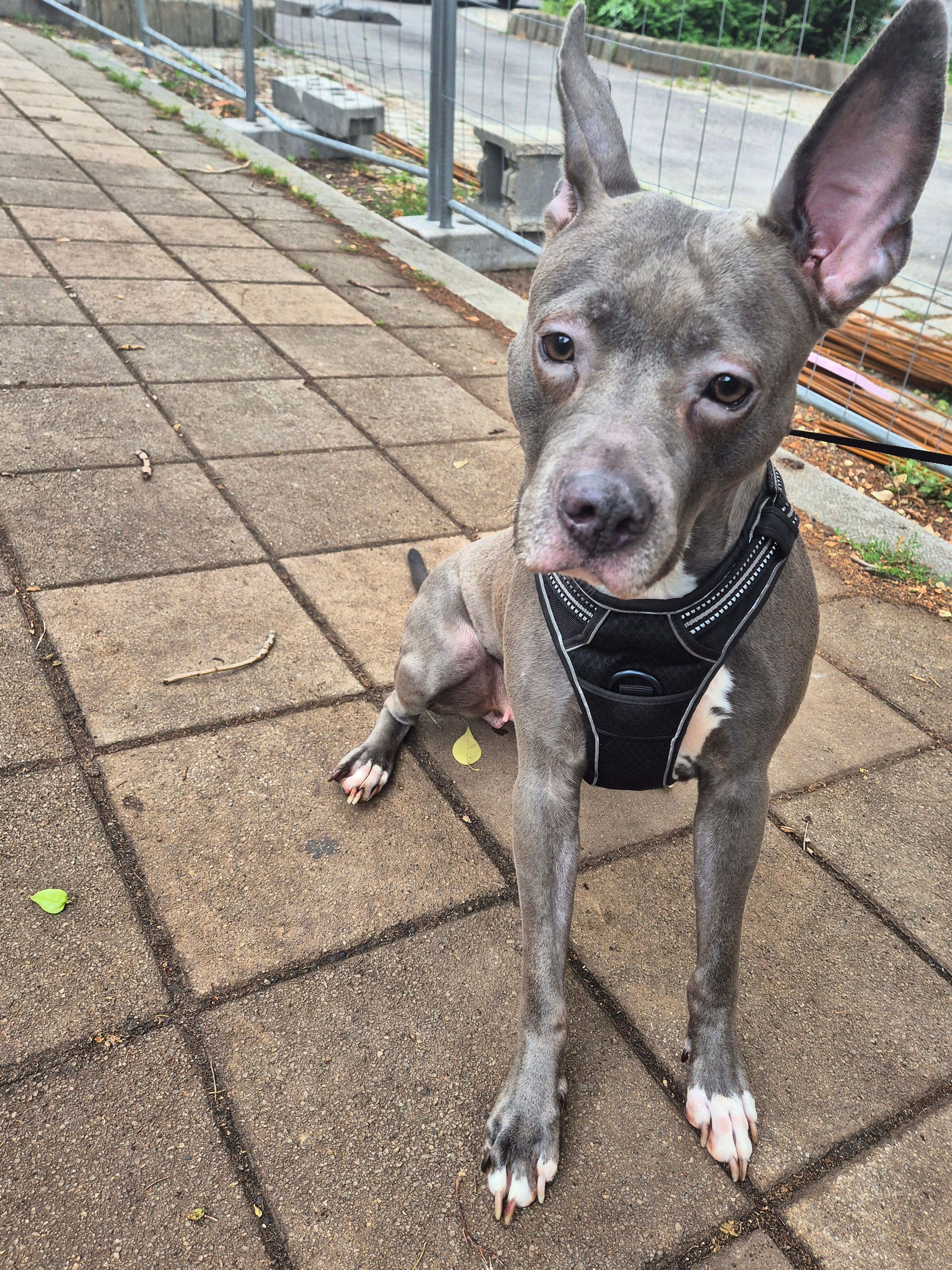 Tiga - Sollenauer Straße 48, Schönau an der Triesting