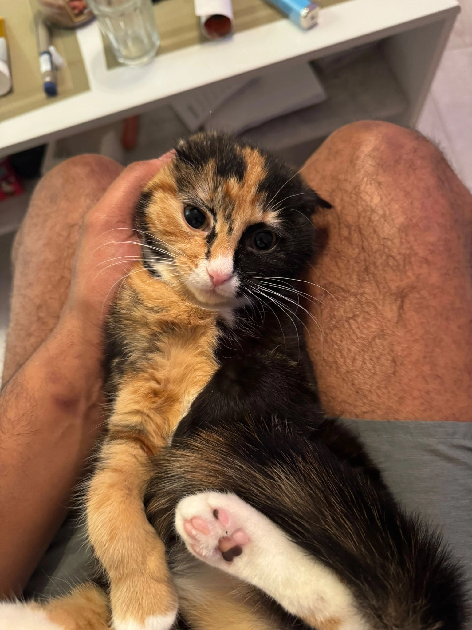 Biscuit - Garthorne Close, Manchester