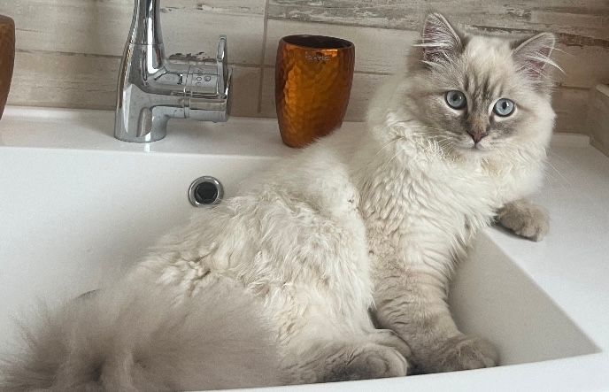 Flöckchen - Waldseestraße 13, Gommern