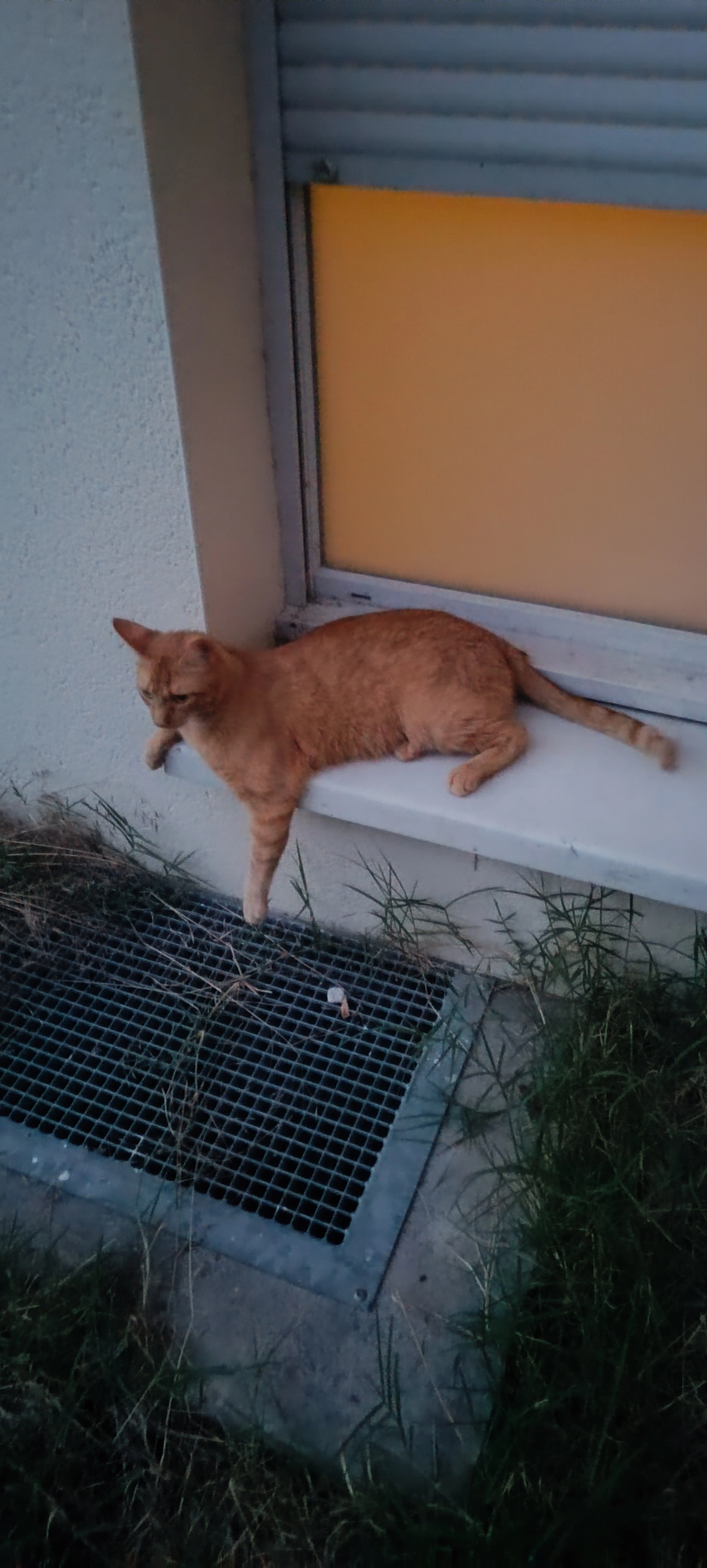 Inca - 152 Route de Seysses, Toulouse