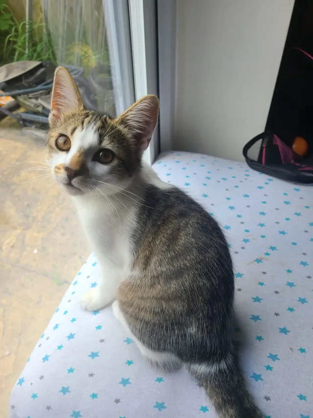 Lily - Hazel Mead, Dunstable