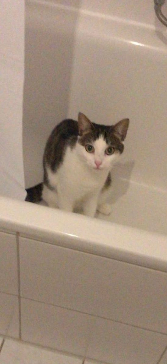 Niunia - Im Hollergrund, Bremen