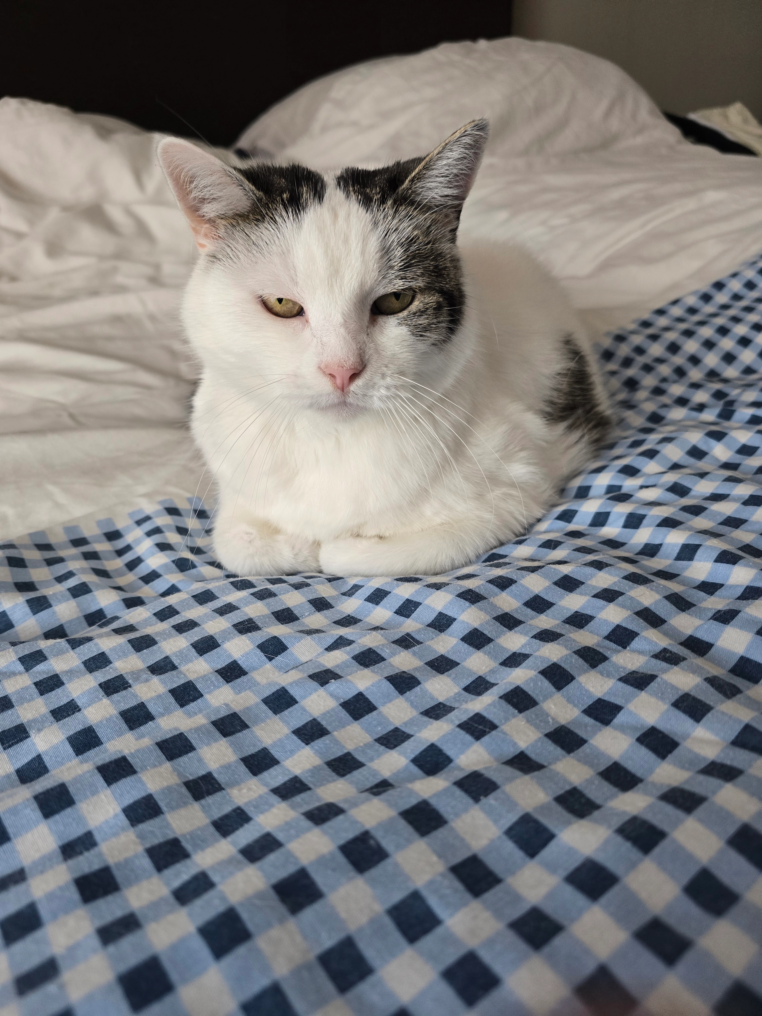 Shmiesh - Rembrandtlaan, Geleen