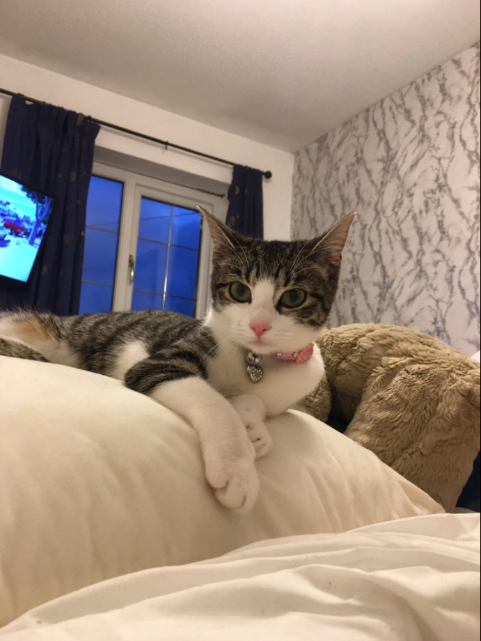 pumpkin - CF31 2, Brackla