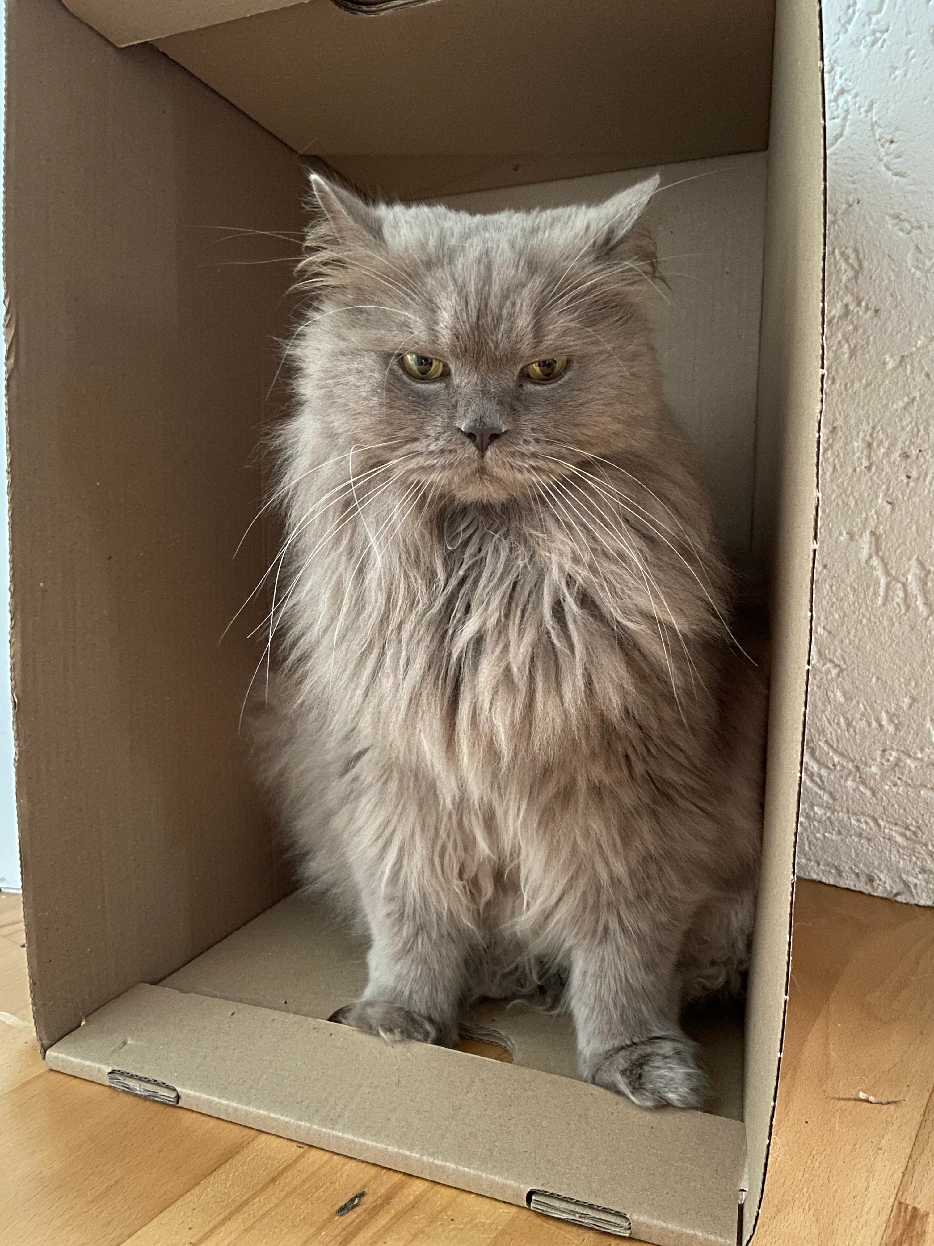 Carlos - Debstedter Straße, Geestland