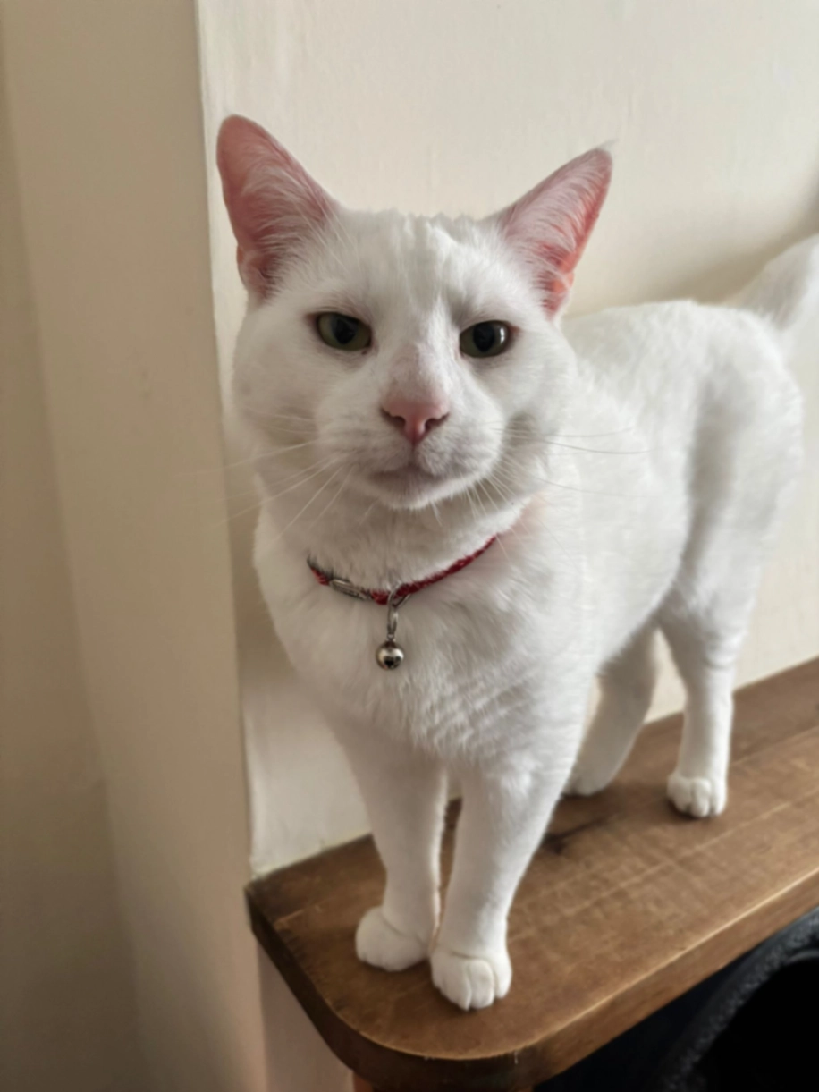 Snowy - Upper Thrift Street, Northampton