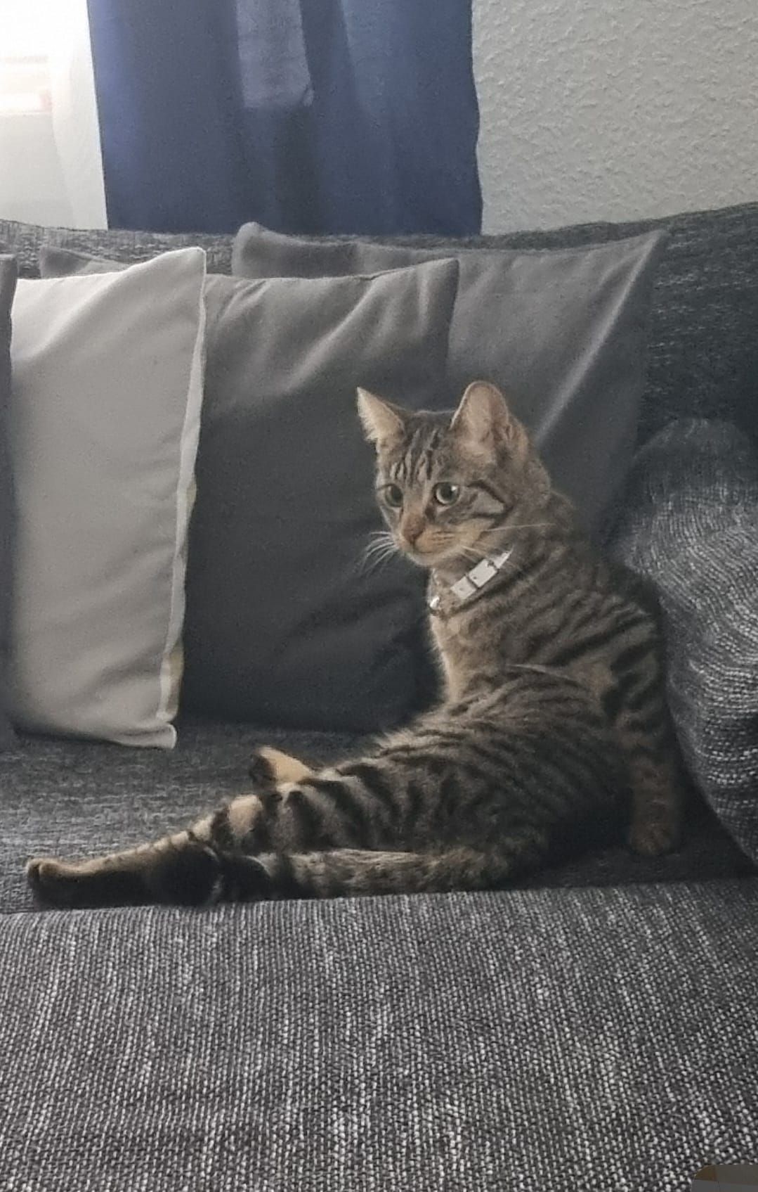 Feli - Grader Weg, Papenburg