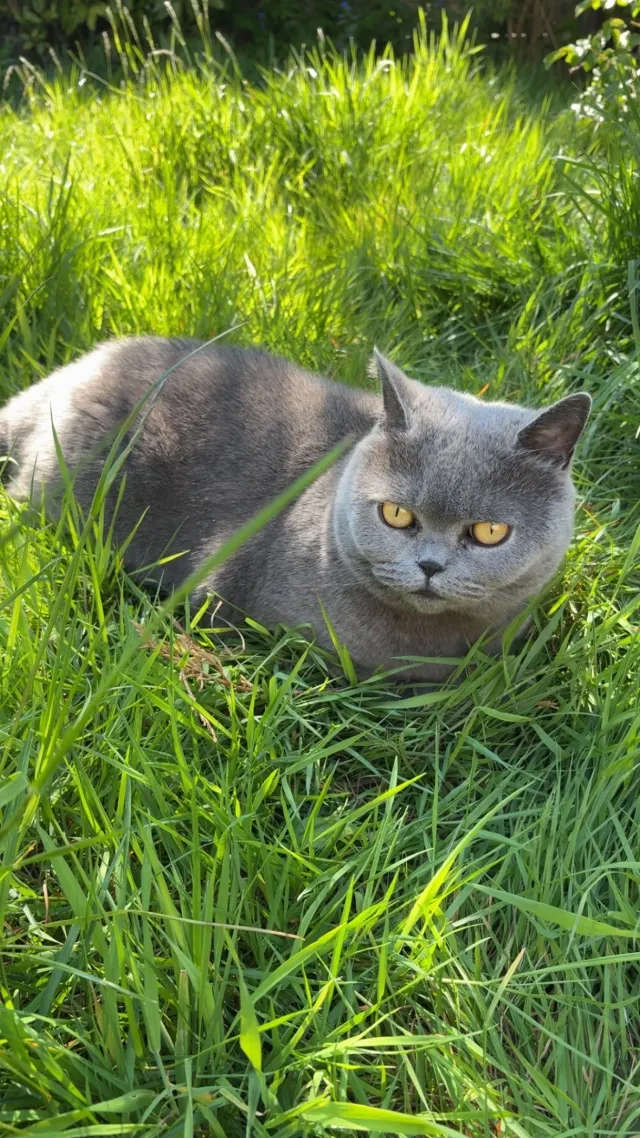 Sapphire - Berkeley Road, Solihull