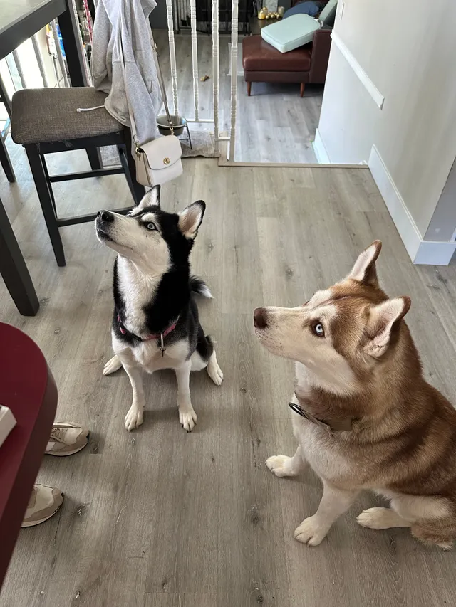 Shikita y Thor  - 1116 Meadow Way Dr, Layton
