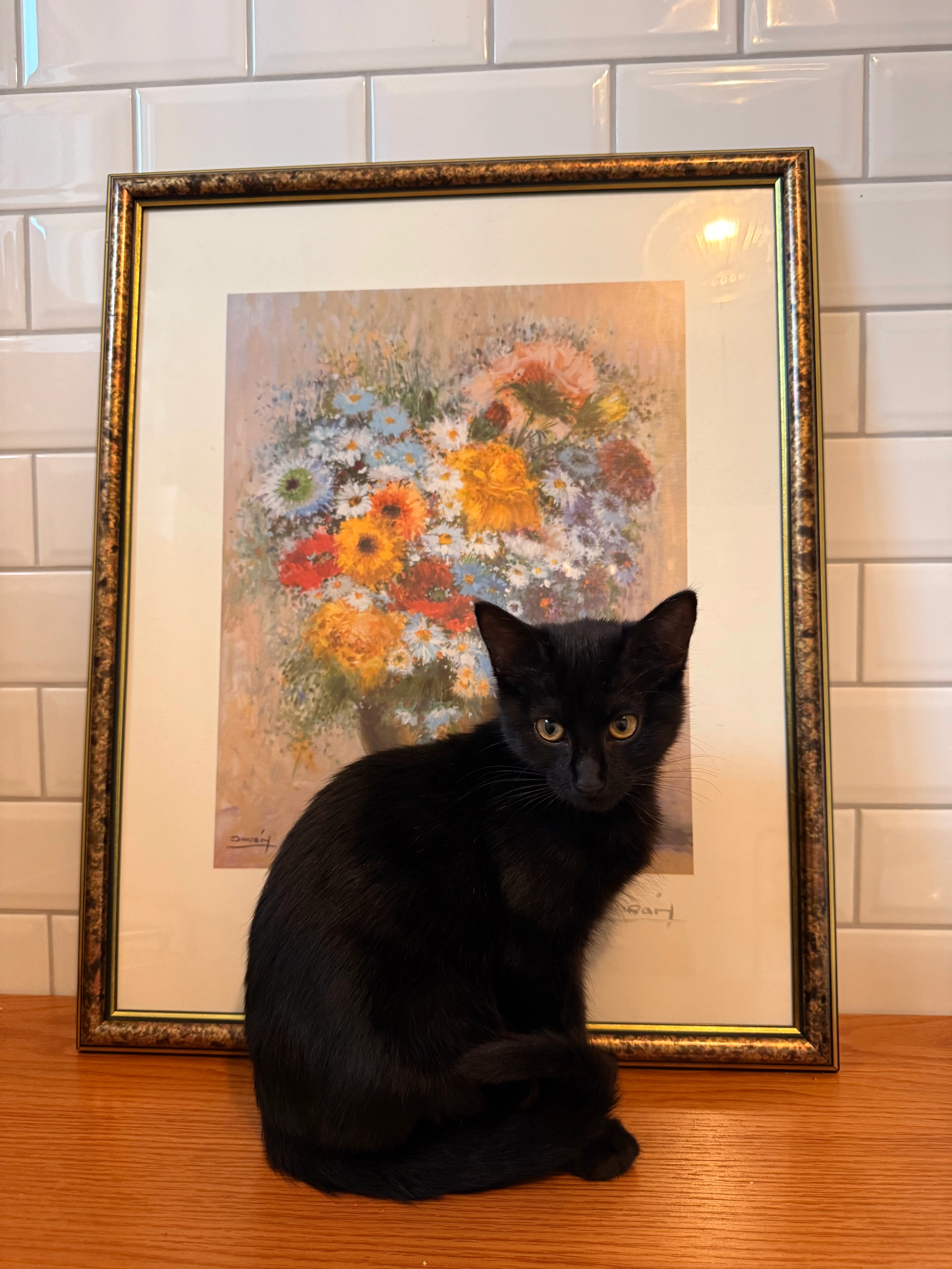 Missing Cat - 34 Rue Principale, Garanou