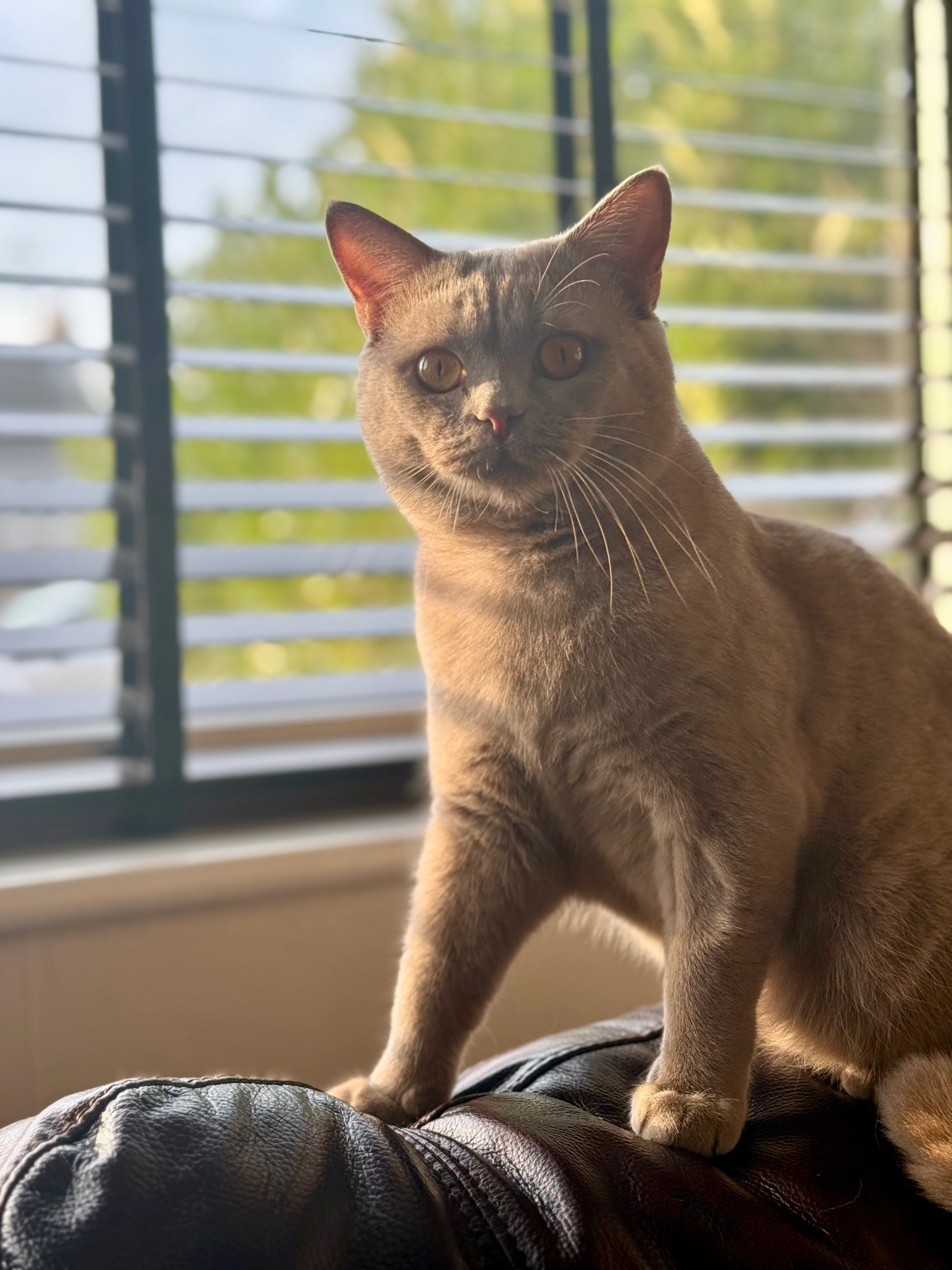 Edwin  - Ipswich Road, Colchester