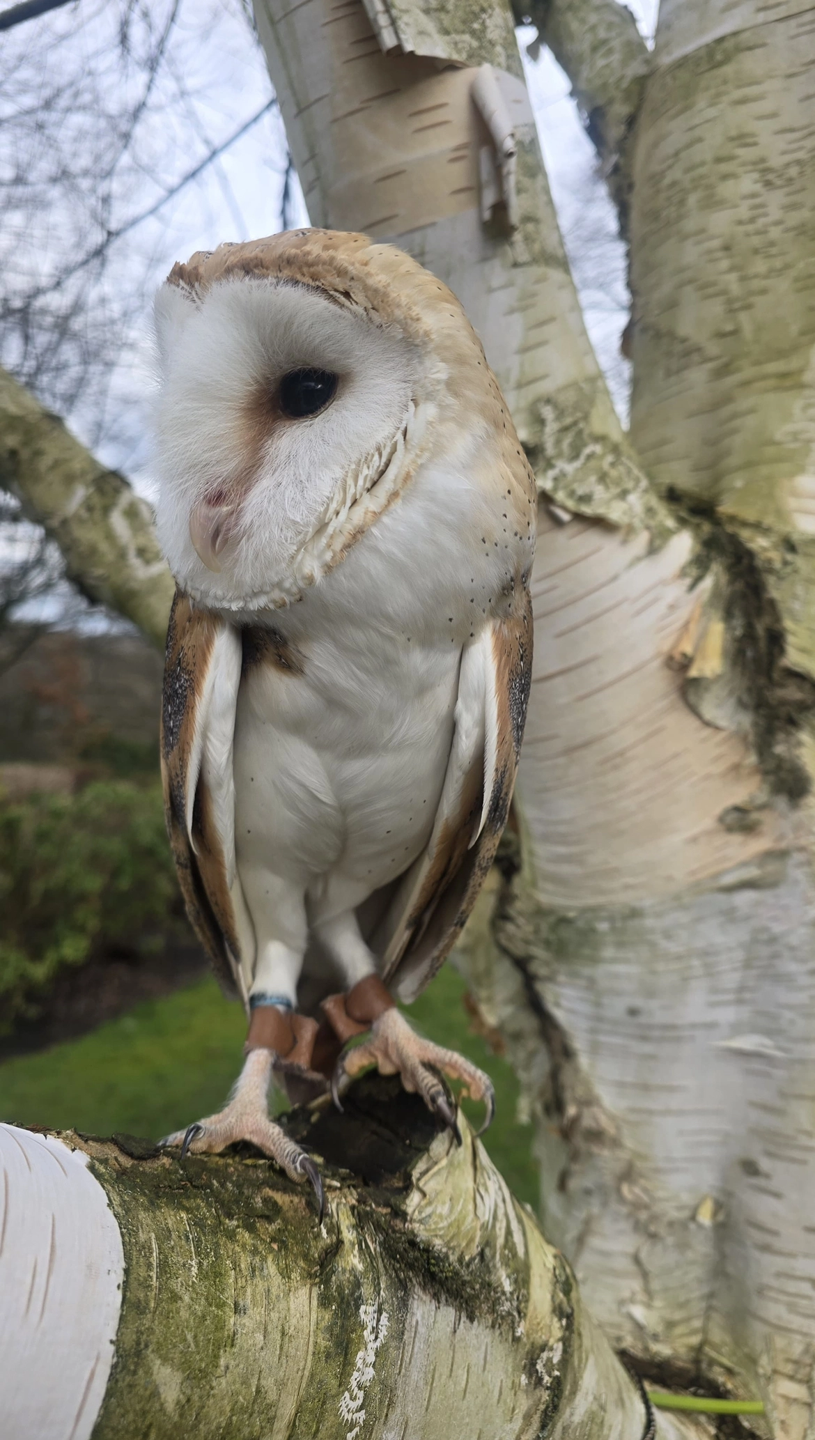 Aurora - Kingfisher Court, Gateshead