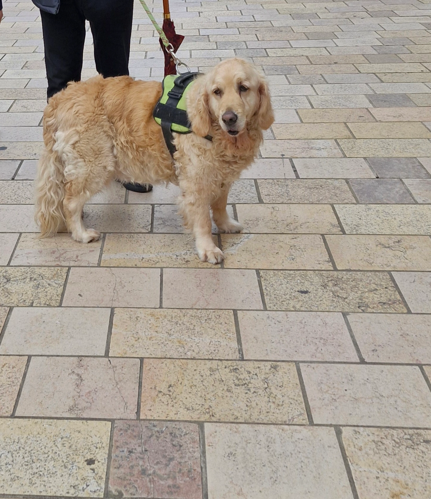Jade mais puce Jana - Allée De L'étang, Blois