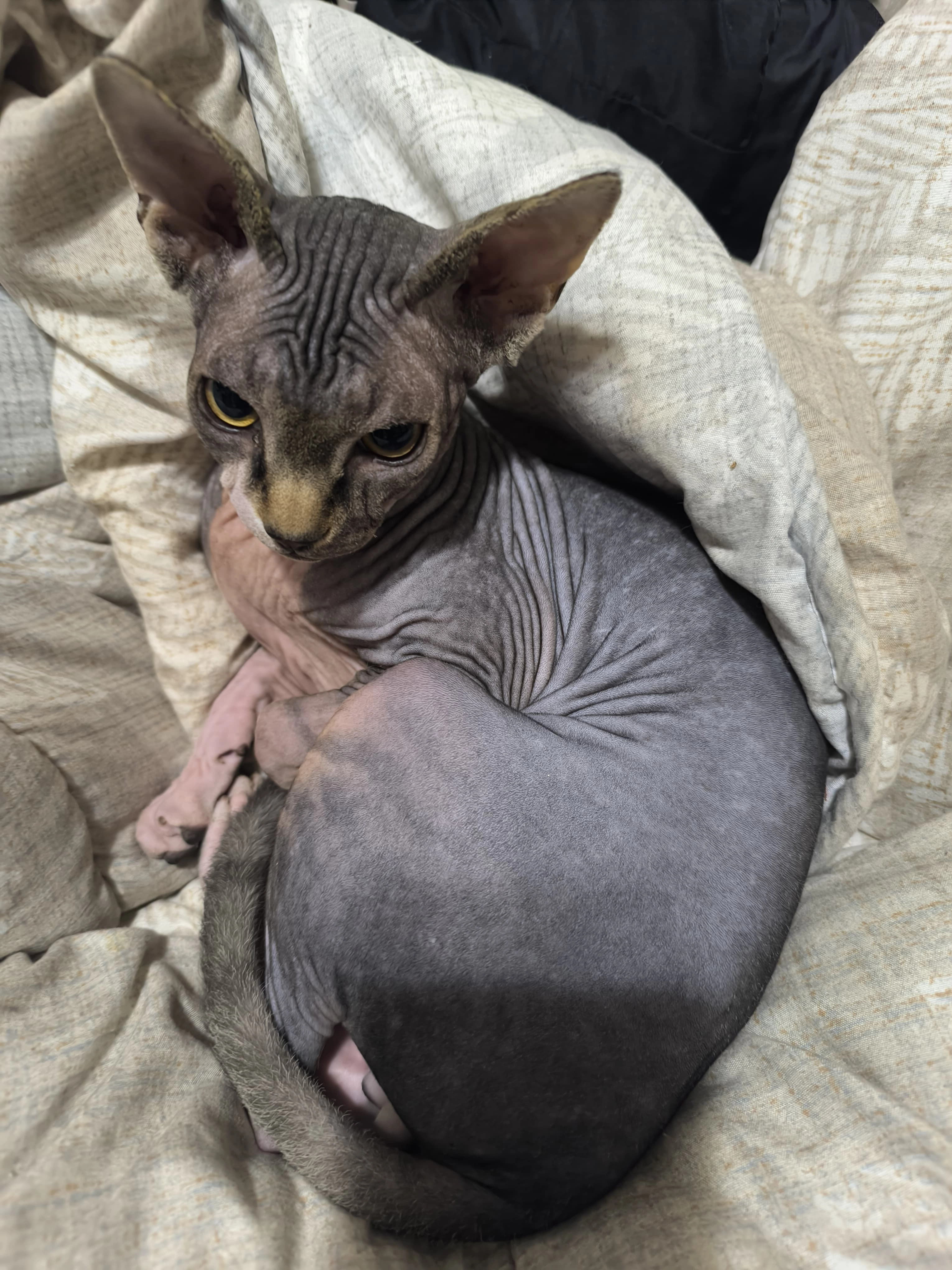 Bills - Passeig de Fabra i Puig, Barcelona