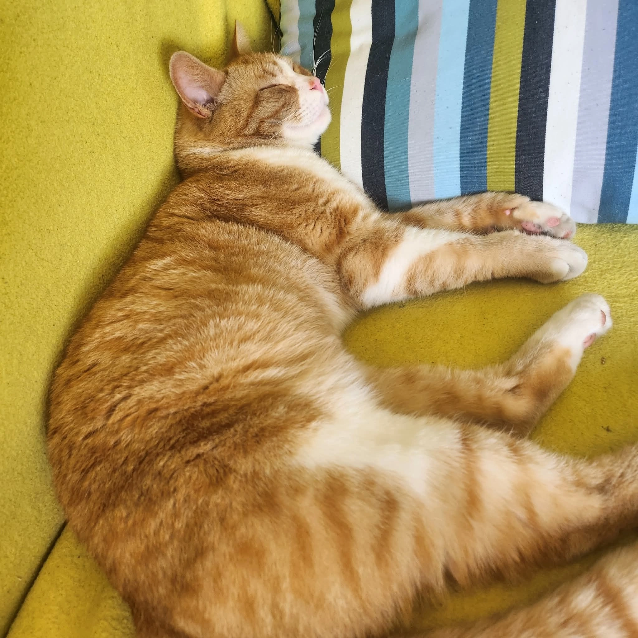 Ginger - OL7 0, Ashton-under-Lyne