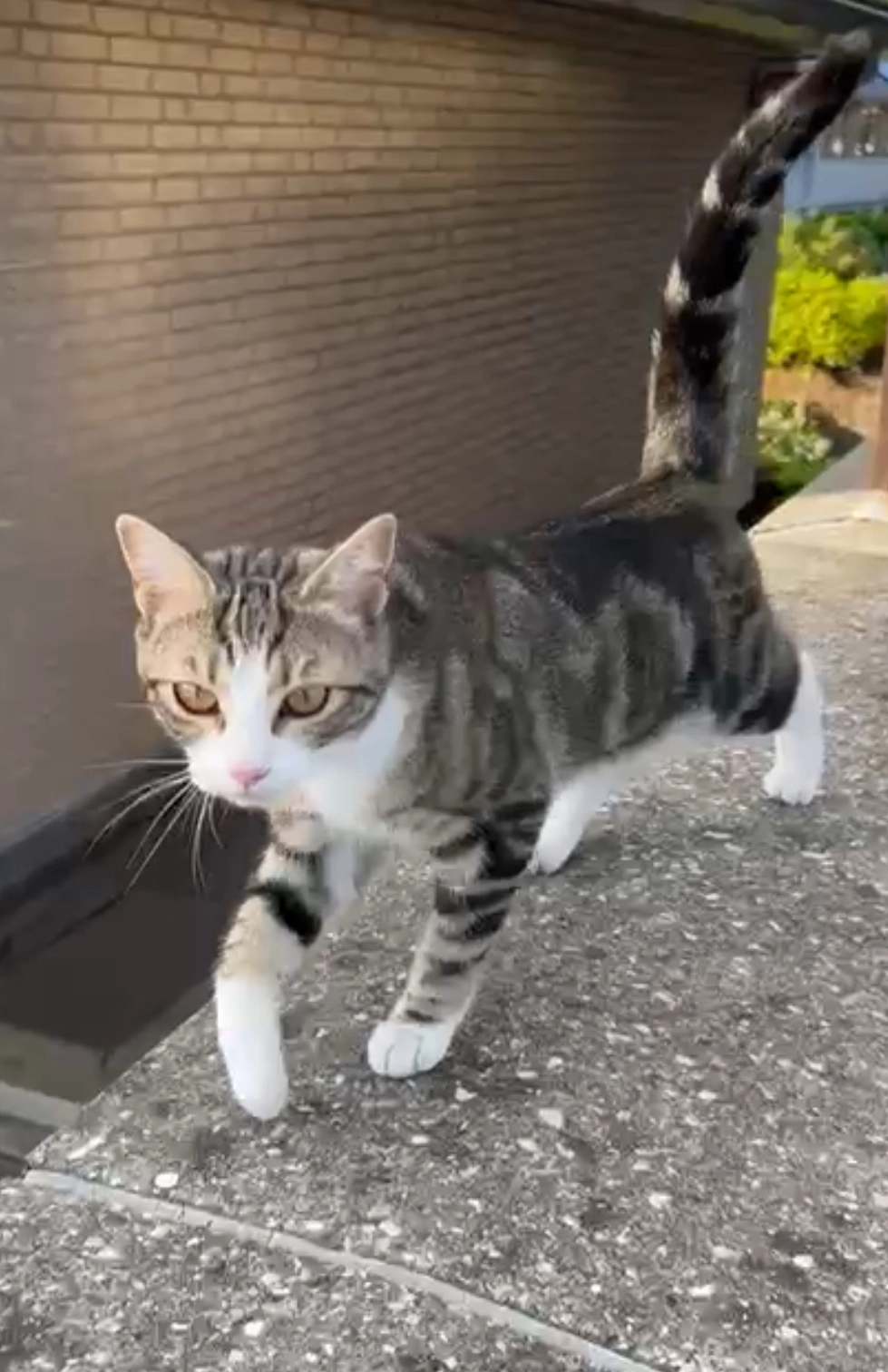 Kiki - Kroeskarperlaan, Voorhout