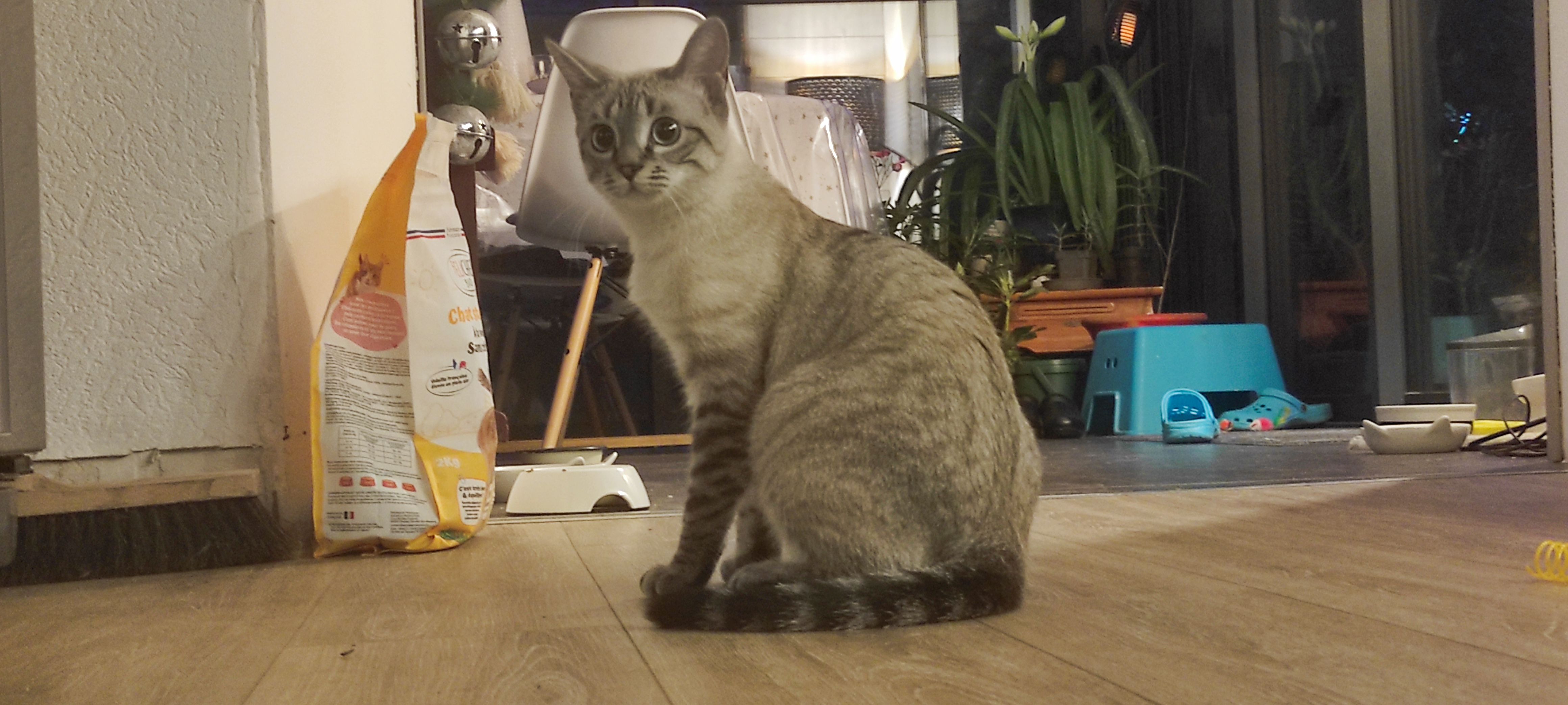 Missing Cat - Rue du Maréchal Lyautey, Brest