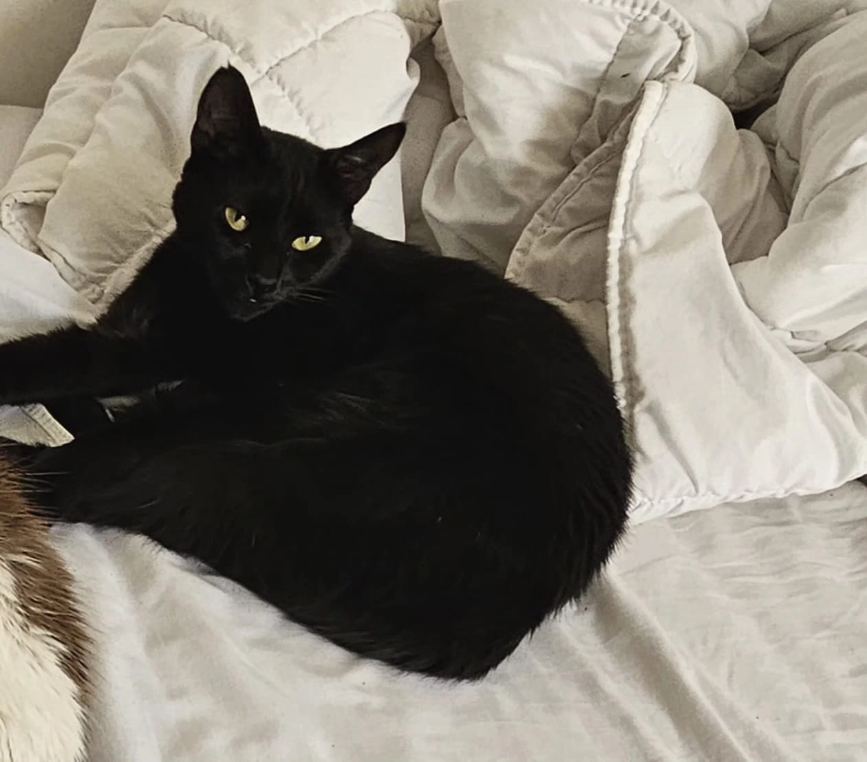 Moon - Avinguda De Prat De La Riba, Badalona